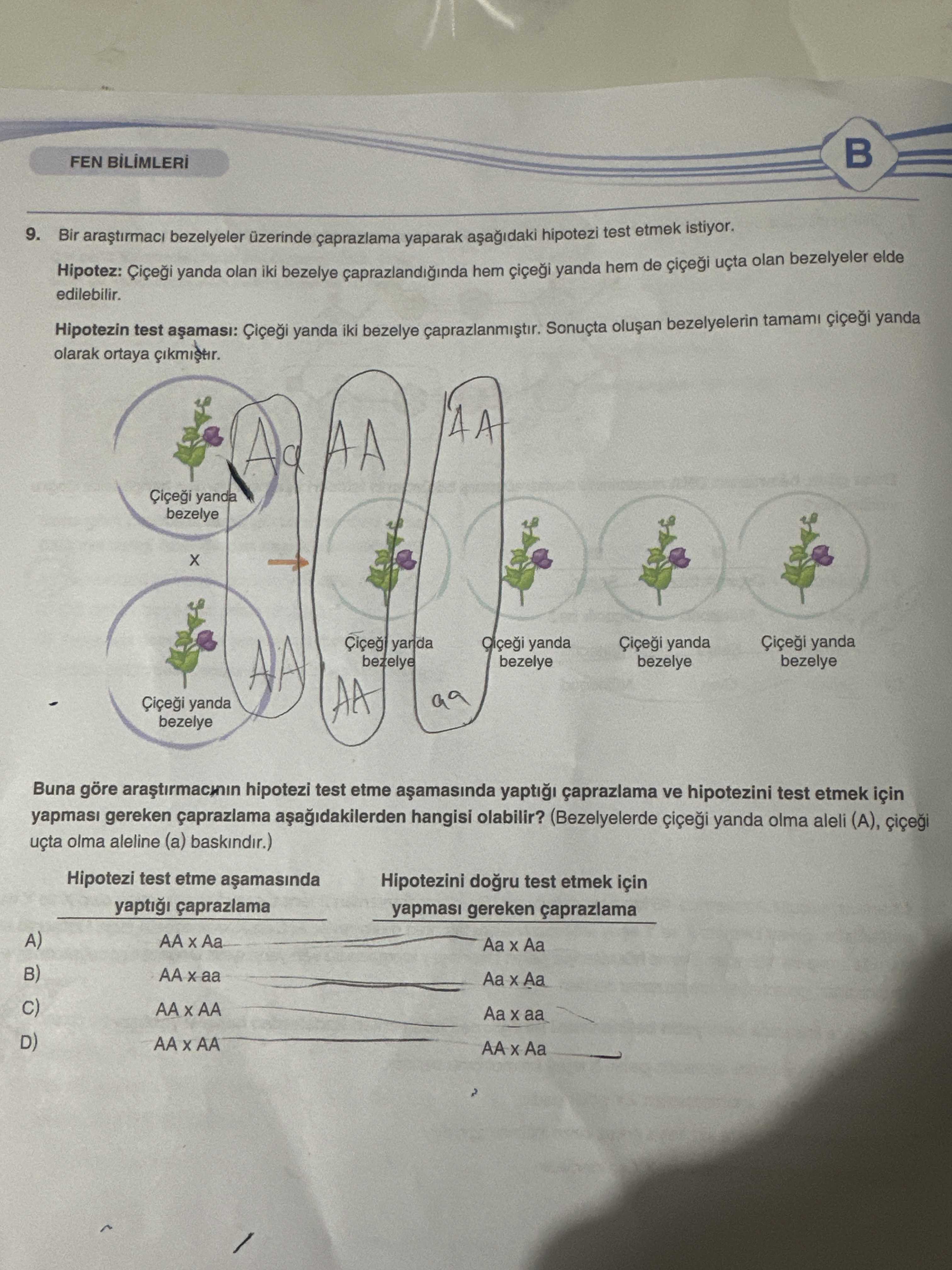 Bir araştırmacı bezelyeler üzerinde çaprazlama yaparak aşağıdaki hipotezi test etmek istiyor