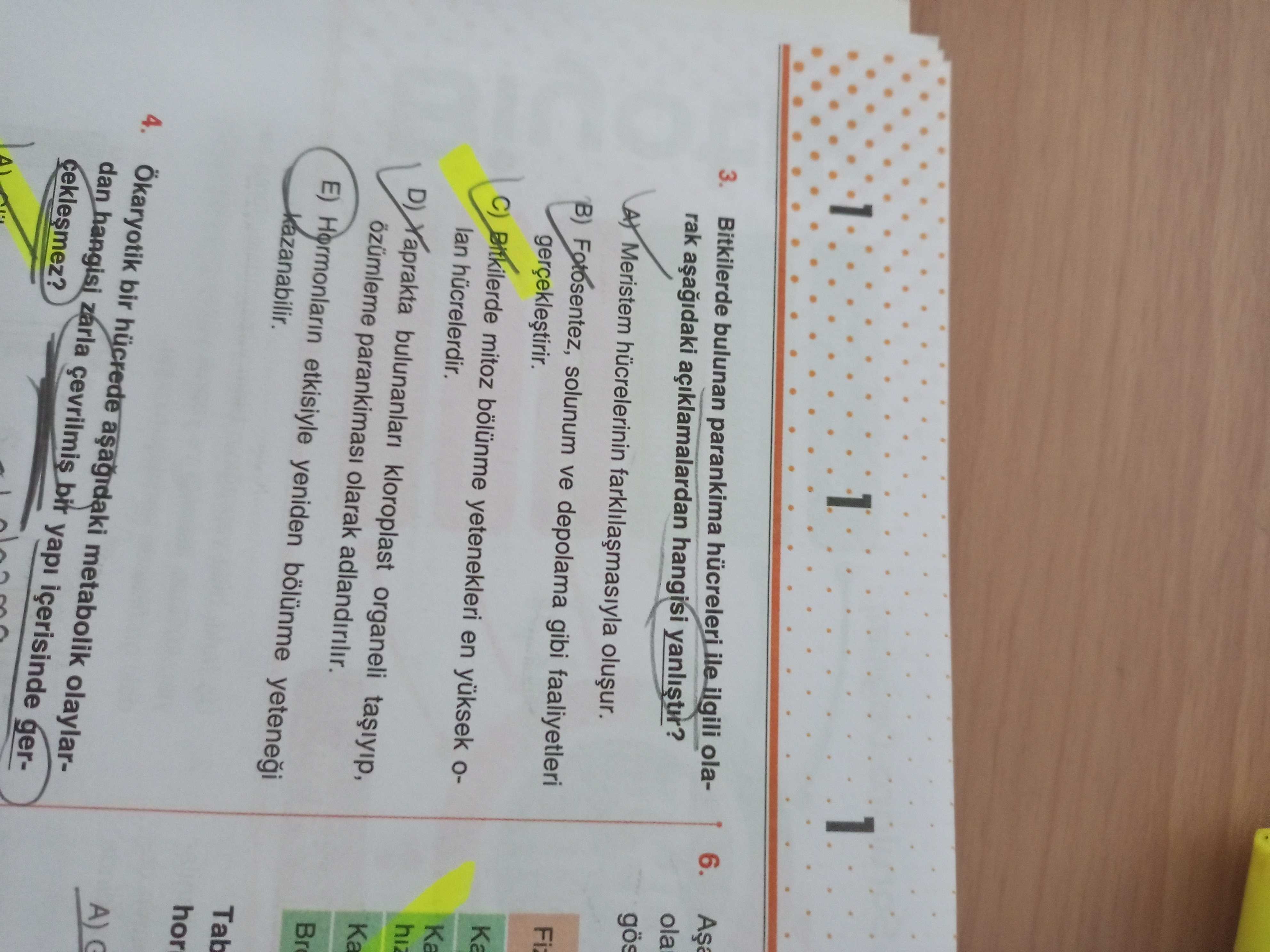 Bitkilerde bulunan parankima hücreleri ile ilgili olarak aşağıdaki açıklamalardan hangisi yanlıştır?