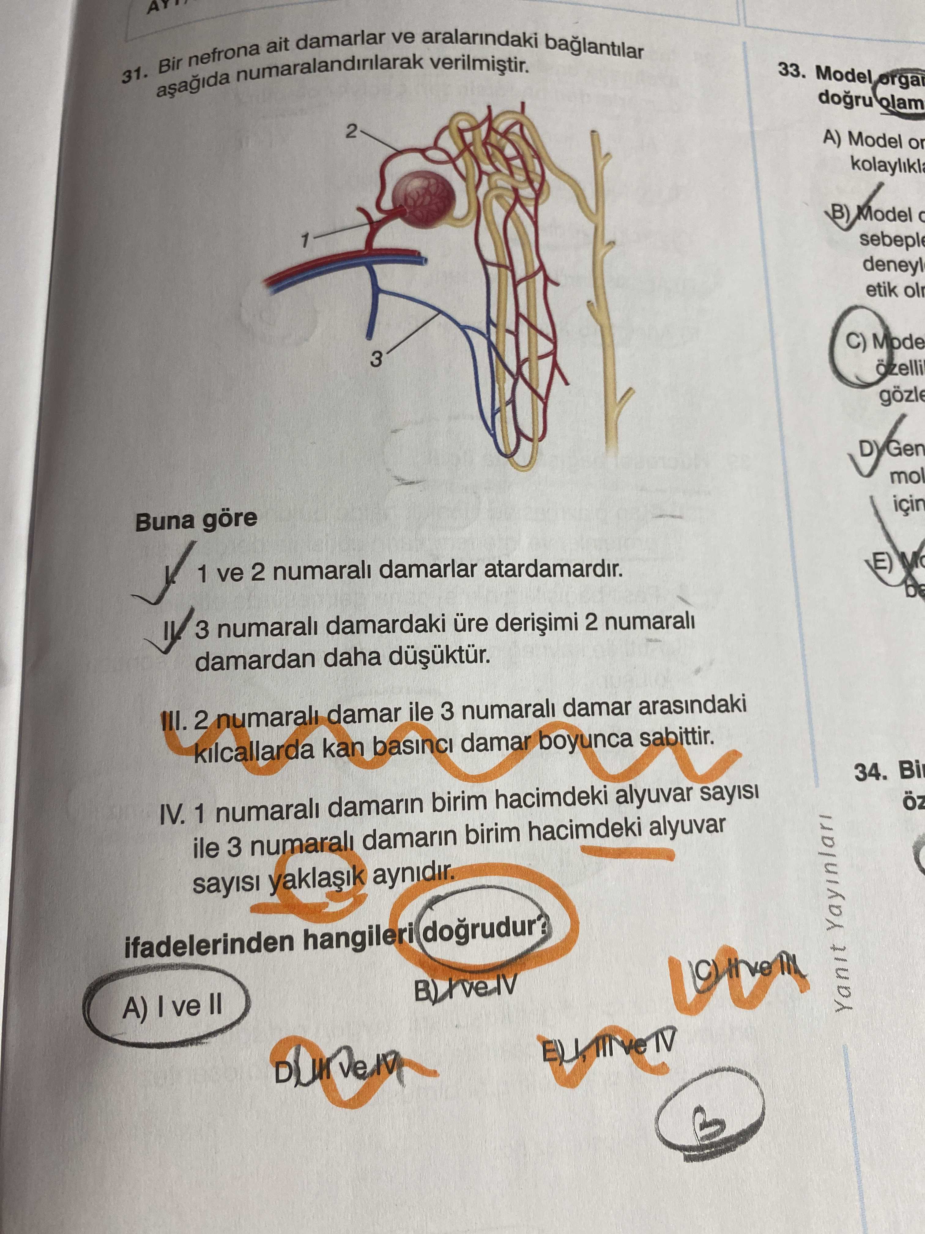Bir nefrona ait damarlar ve aralarındaki bağlantılar aşağıda numaralandırılarak verilmiştir. Buna