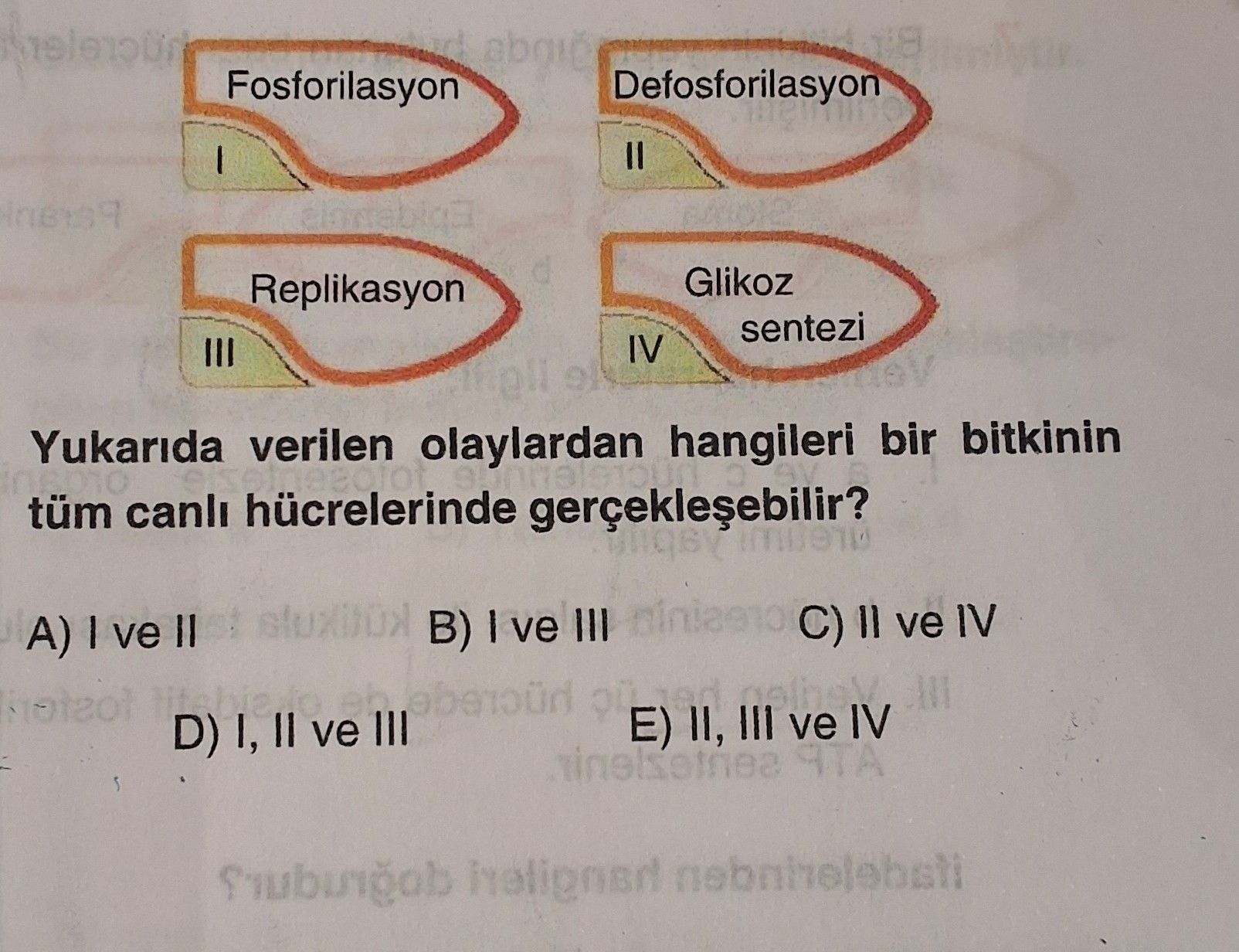 Yukarıda verilen olaylardan hangileri bir bitkinin tüm canlı hücrelerinde gerçekleşebilir?