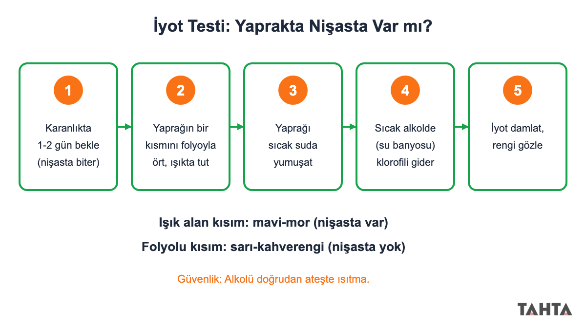 Fotosentezde nişasta oluşumunu gösteren iyot testinin beş adımı