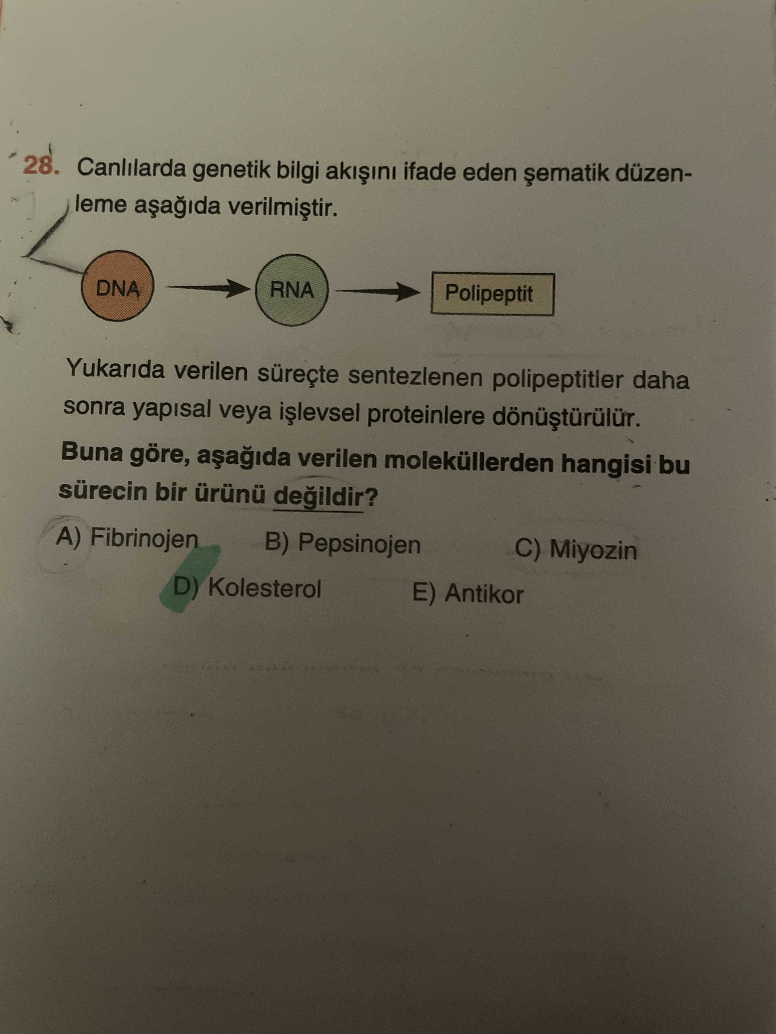 Canlılarda genetik bilgi akışını ifade eden şematik düzenleme aşağıda verilmiştir. Yukarıda verilen