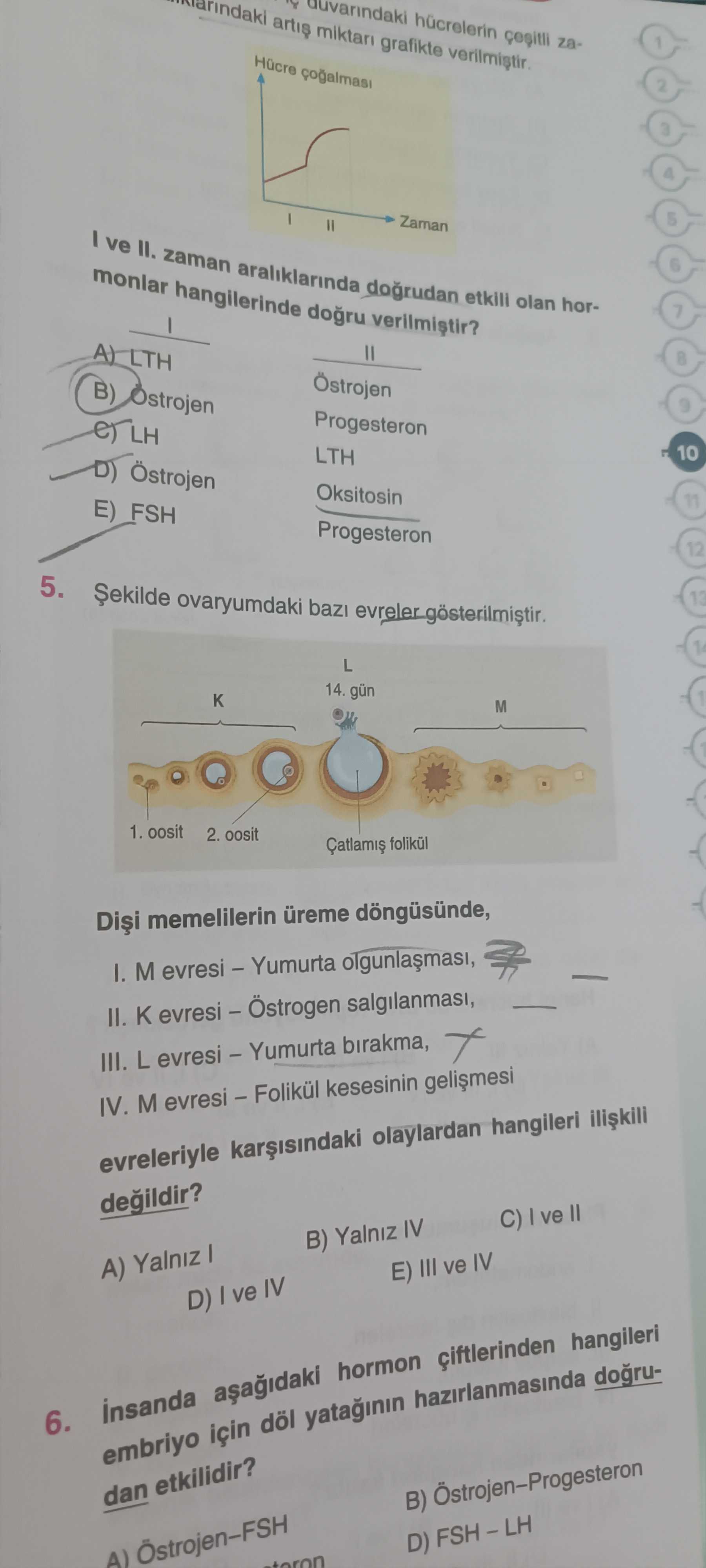 Şekilde ovaryumdaki bazı evreler gösterilmiştir. Dişi memelilerin üreme döngüsünde, I. M evresi –