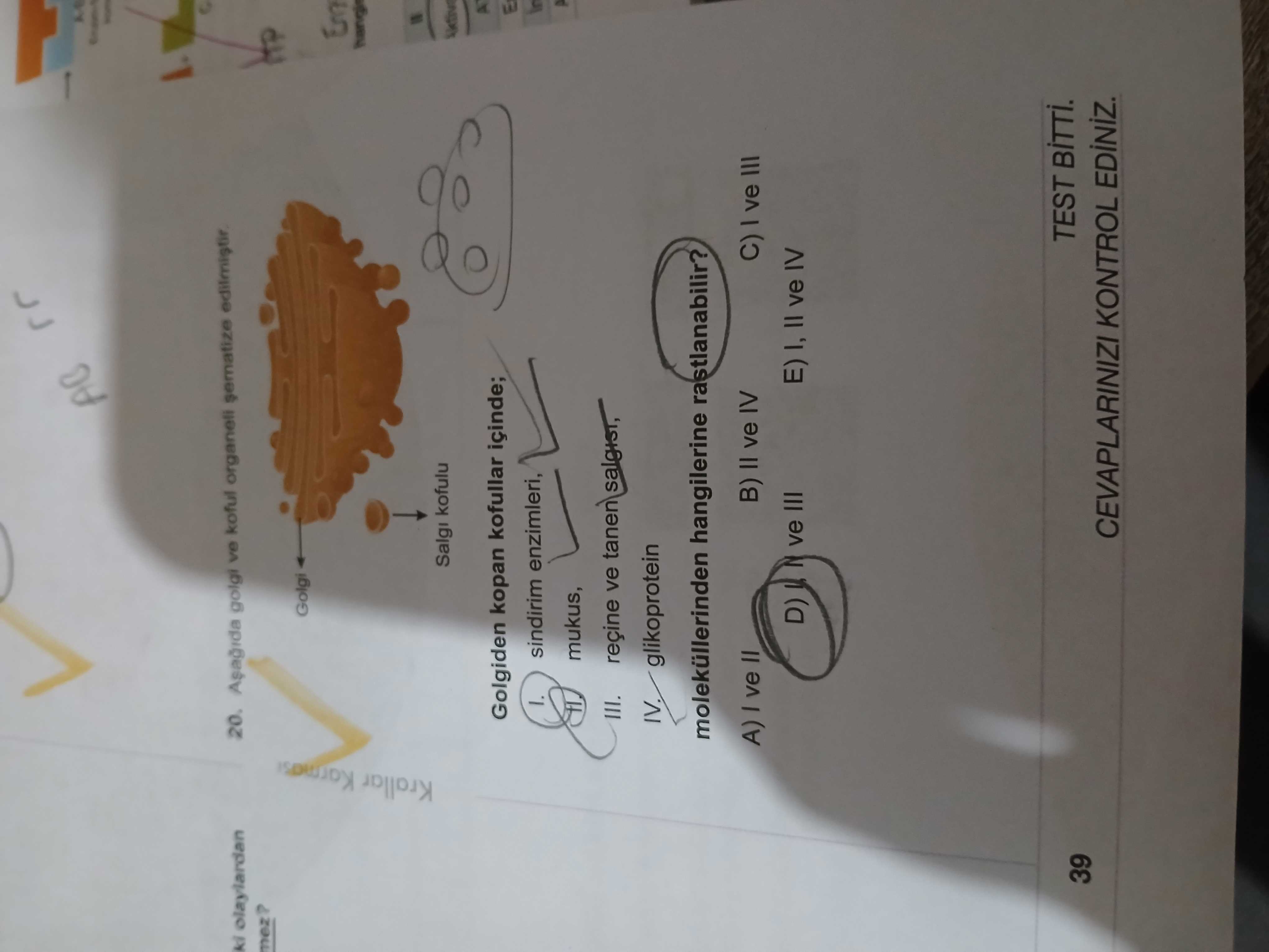 Aşağıda golgi ve koful organeli şematize edilmiştir. Golgiden kopan kofullar içinde; I. sindirim