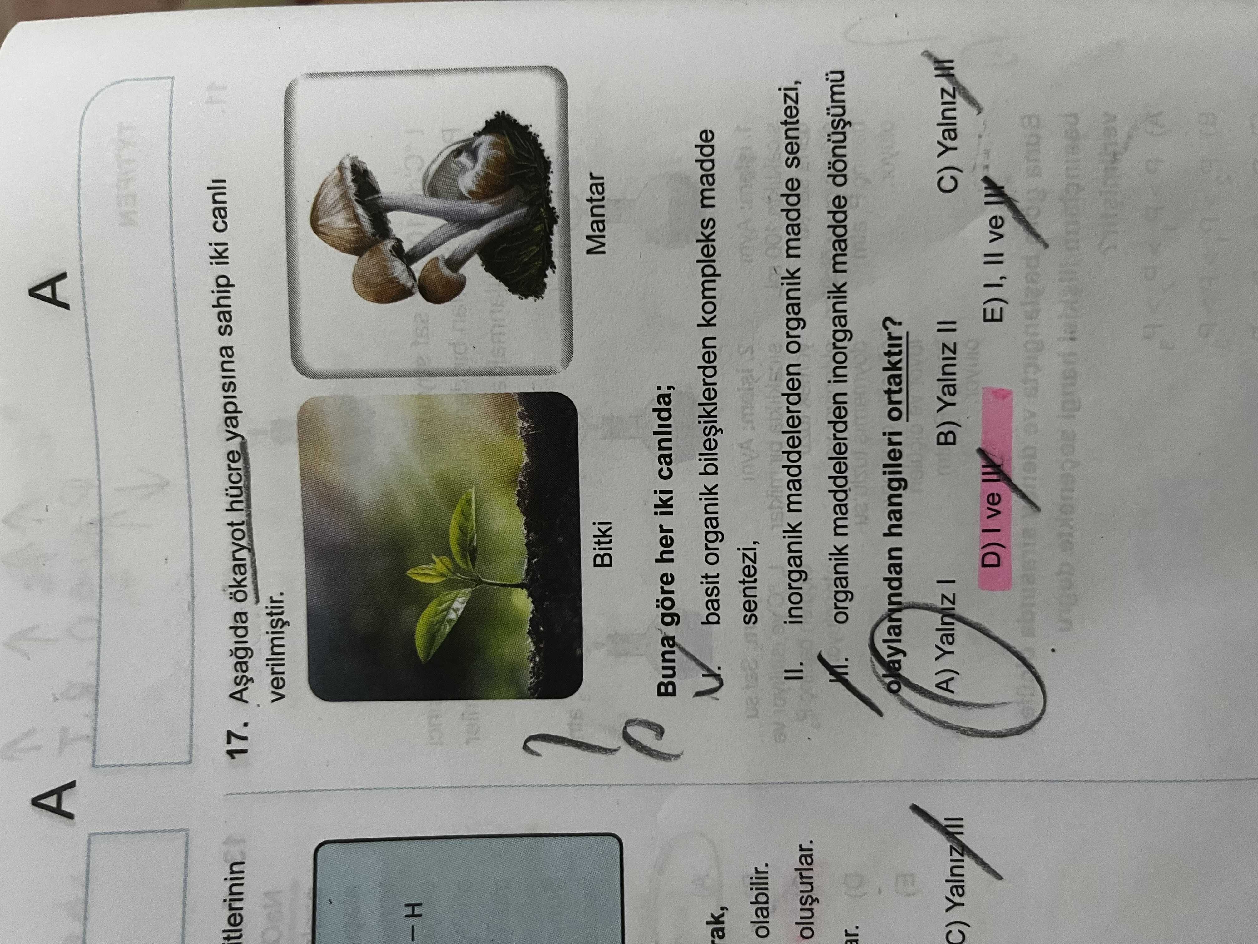 Aşağıda ökaryot hücre yapısına sahip iki canlı verilmiştir. Bitki Mantar Buna göre her iki canlıda