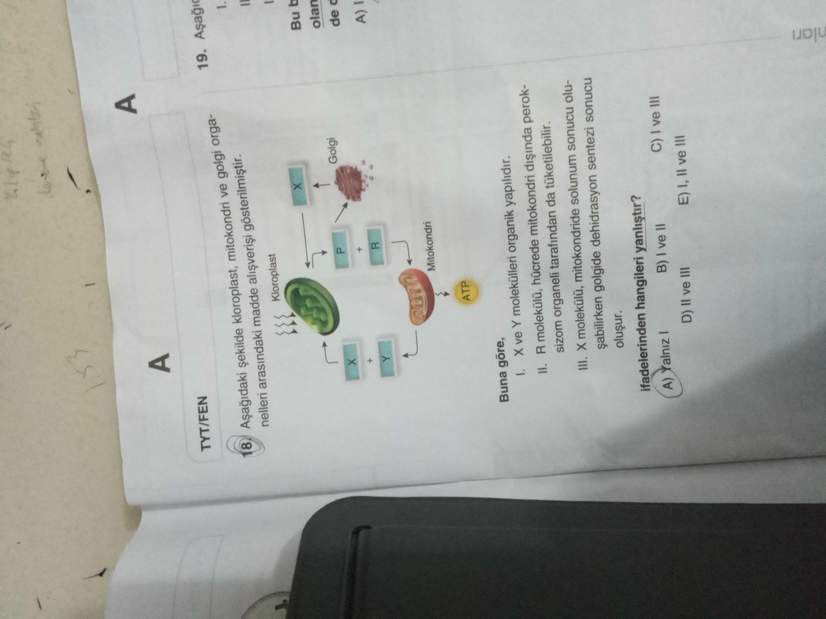 Aşağıdaki şekilde kloroplast, mitokondri ve golgi organelleri arasındaki madde alışverişi