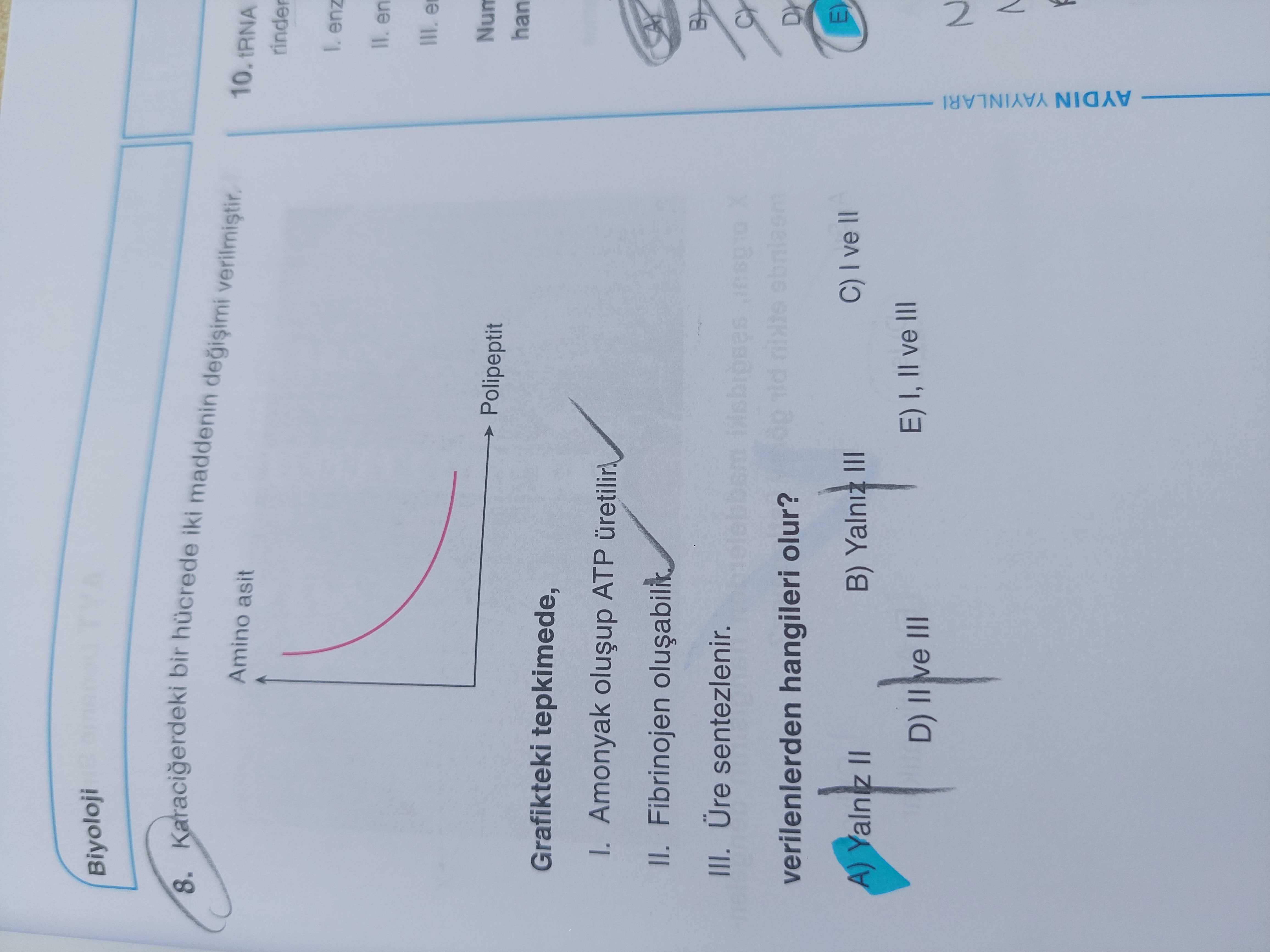 Karaciğerdeki bir hücrede iki maddenin değişimini verilmiştir. Amino asit → Polipeptit Grafikteki