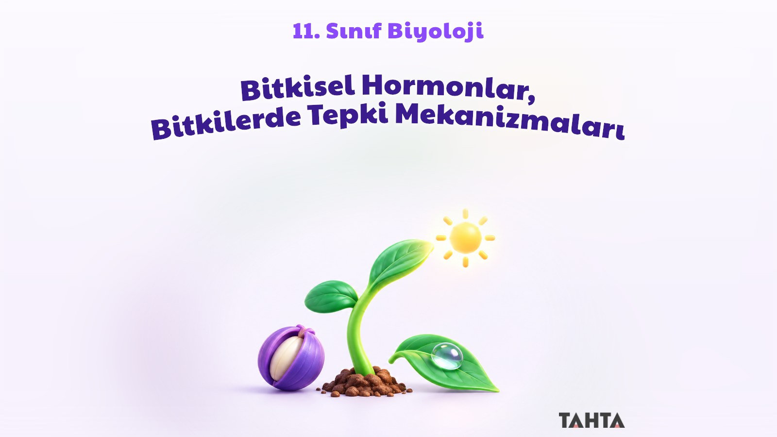 Bitkisel hormonları ve tropizma hareketini simgeleyen ışığa dönen fidan