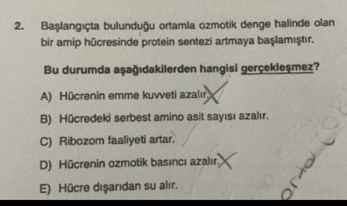 Başlangıçta bulunduğu ortamla ozmotik denge halinde olan bir amip hücresinde protein sentezi artmaya