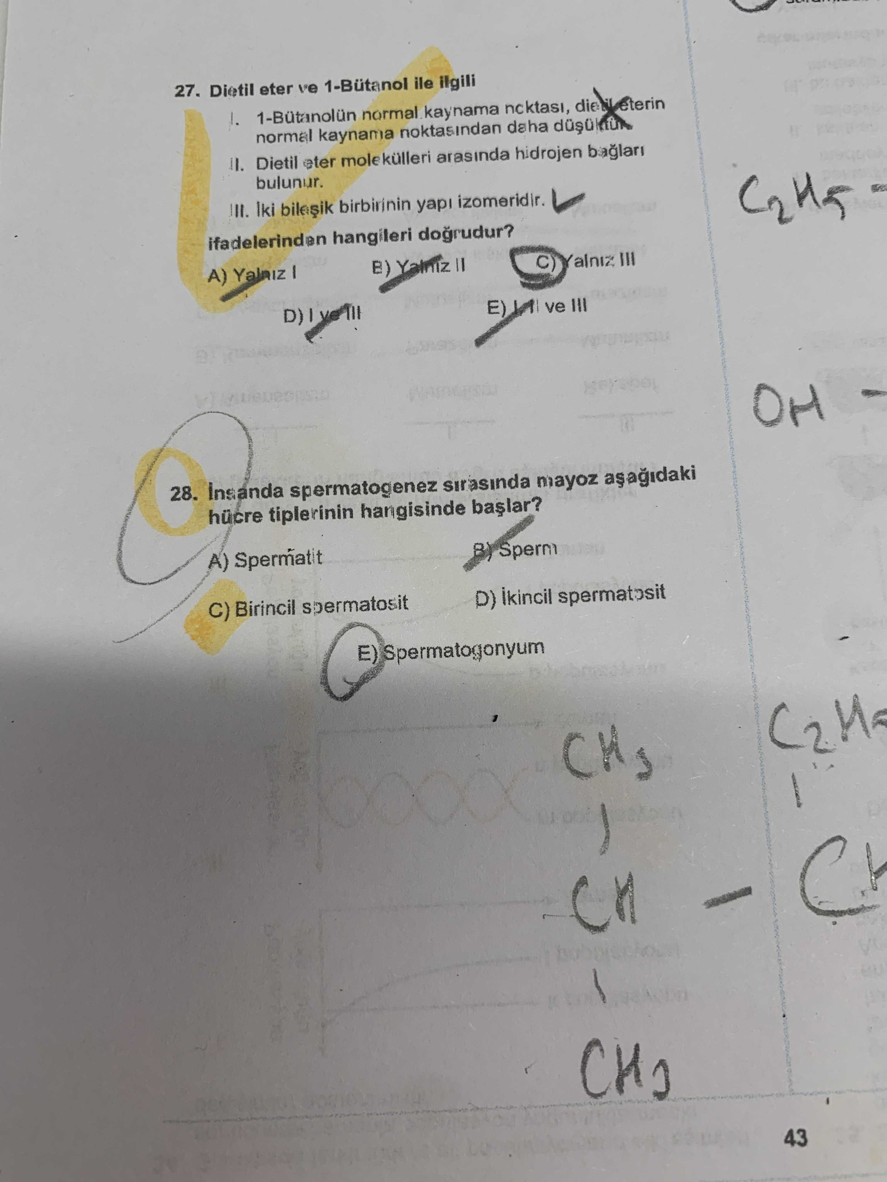 İnsanda spermatogenez sırasında mayoz aşağıdaki hücre tiplerinin hangisinde başlar?