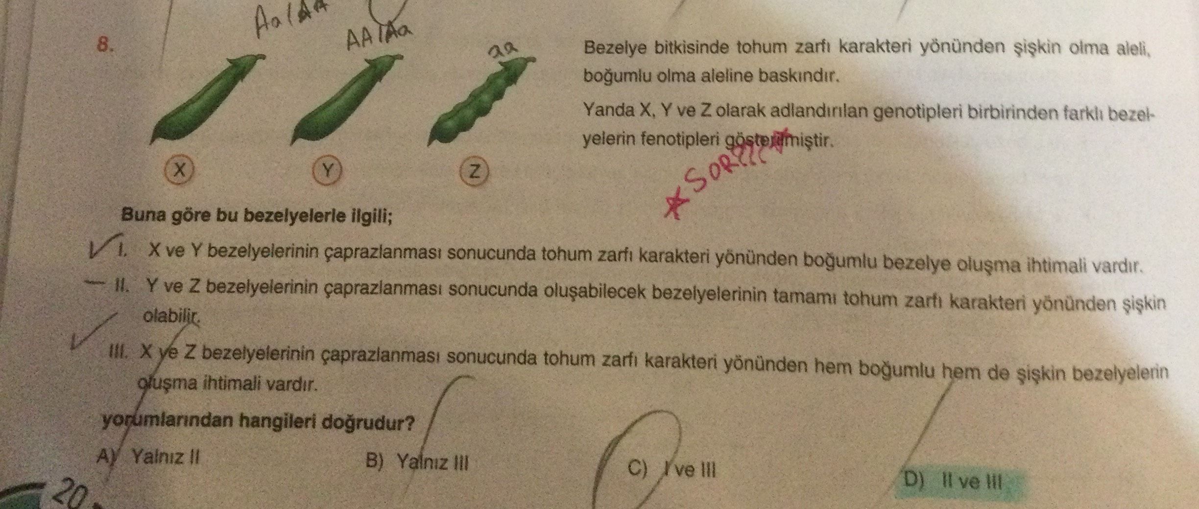 Bezelye bitkisinde tohum zarfı karakteri yönünden şişkin olma aleli, boğumlu olma aleline baskındır