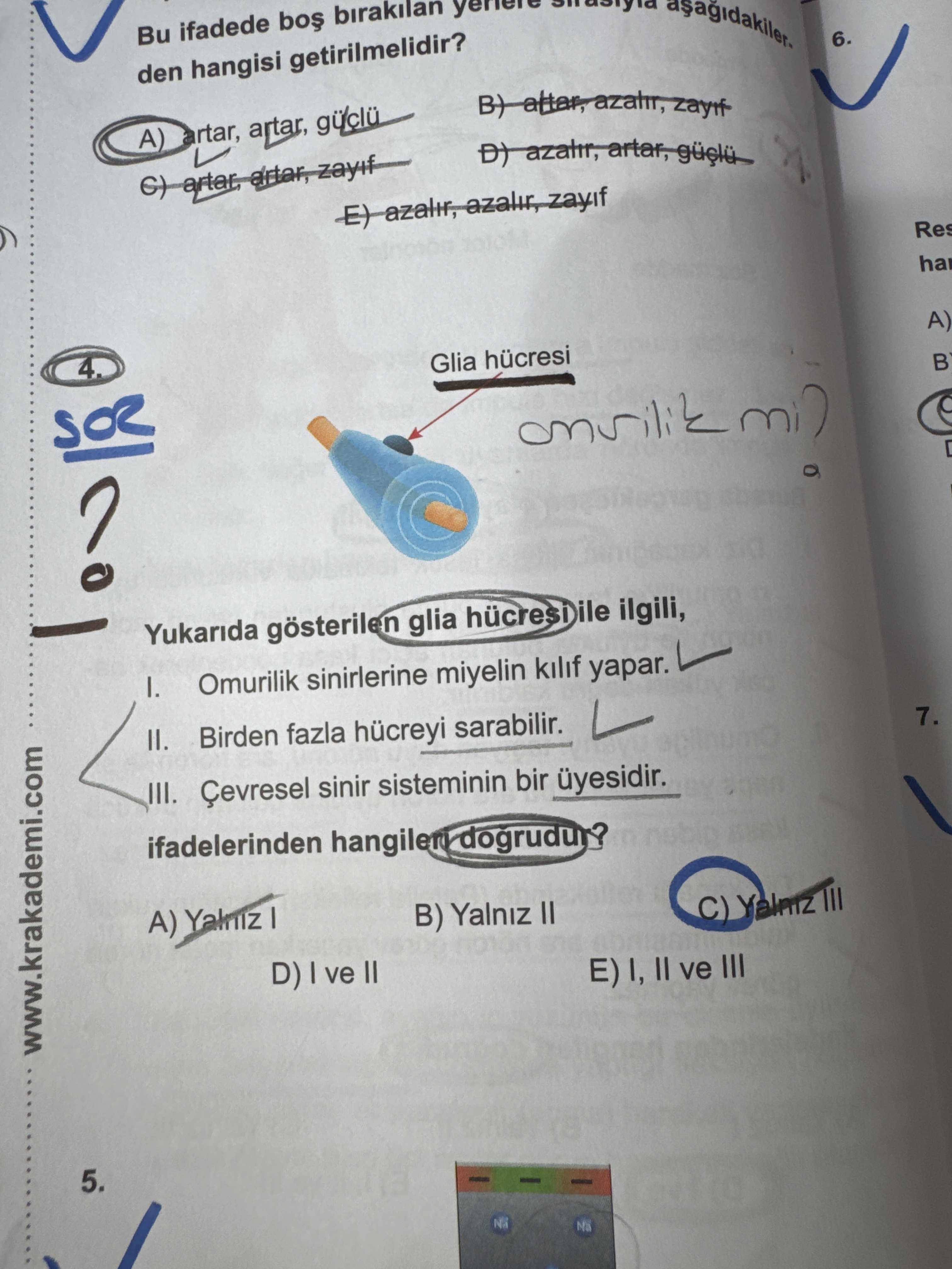 Biyoloji (12. Sınıf)