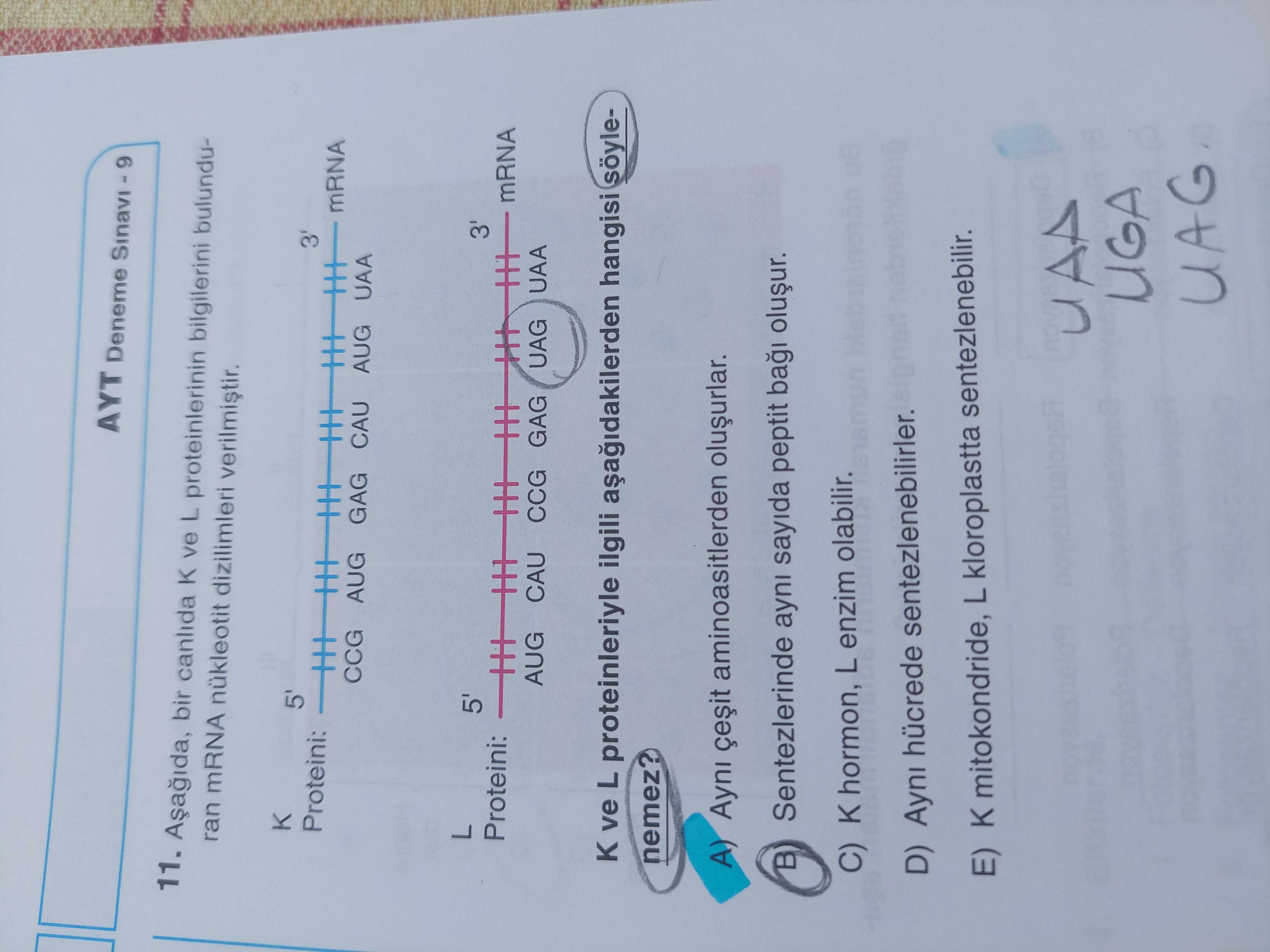 Aşağıda, bir canlıda K ve L proteinlerinin bilgilerini bulunduran mRNA nükleotit dizilimleri