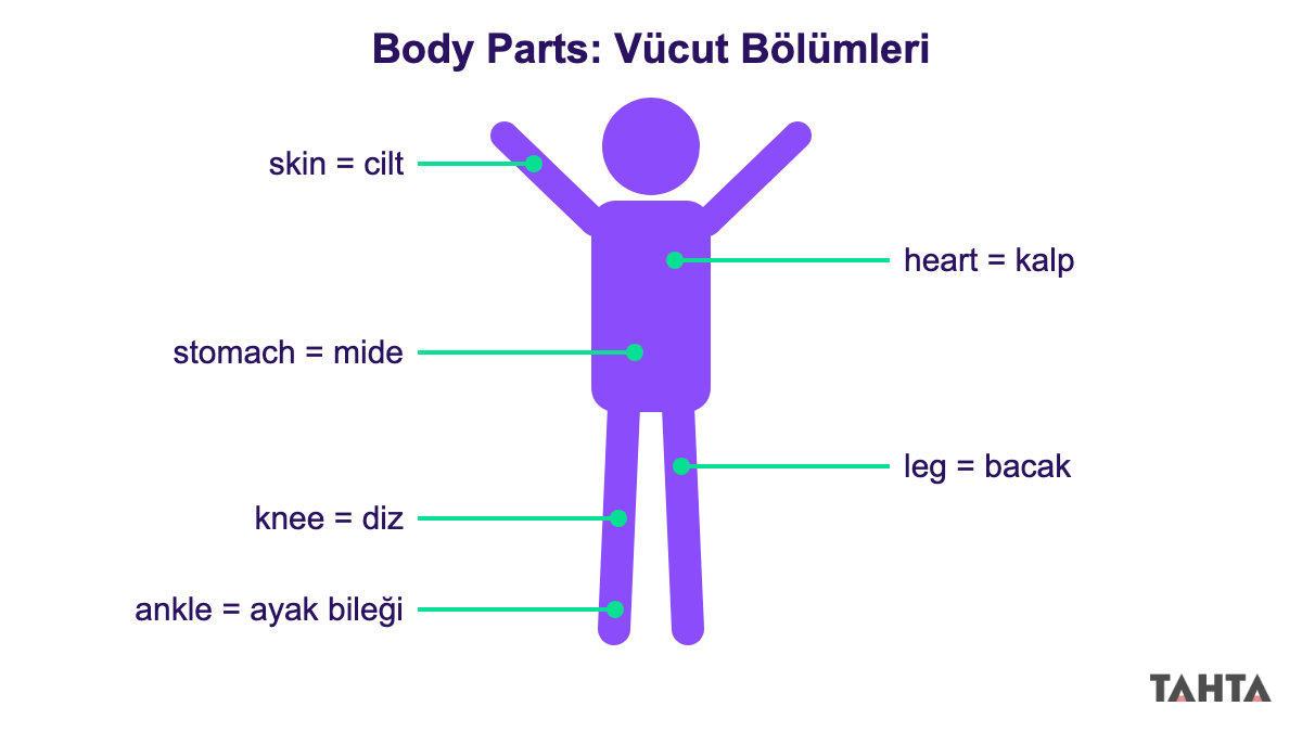 Çocuk figürü üzerinde skin, heart, stomach, leg, knee ve ankle kelimelerini Türkçeleriyle gösteren şema