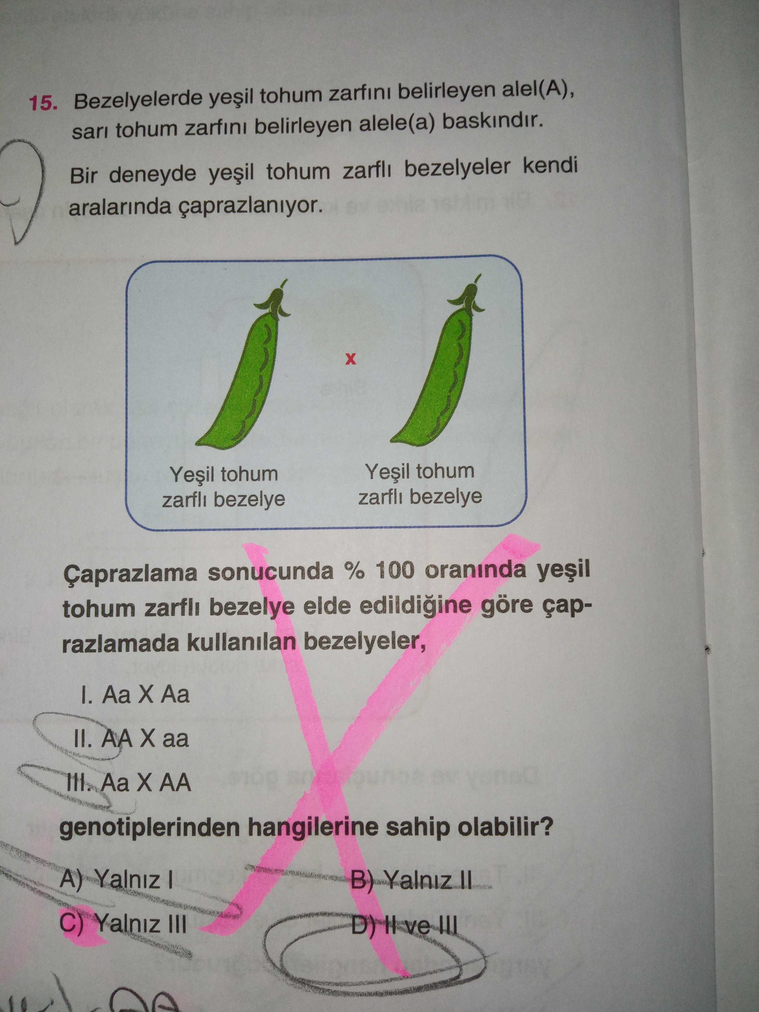 Bezelyelerde yeşil tohum zarfını belirleyen alel(A), sarı tohum zarfını belirleyen alele(a)