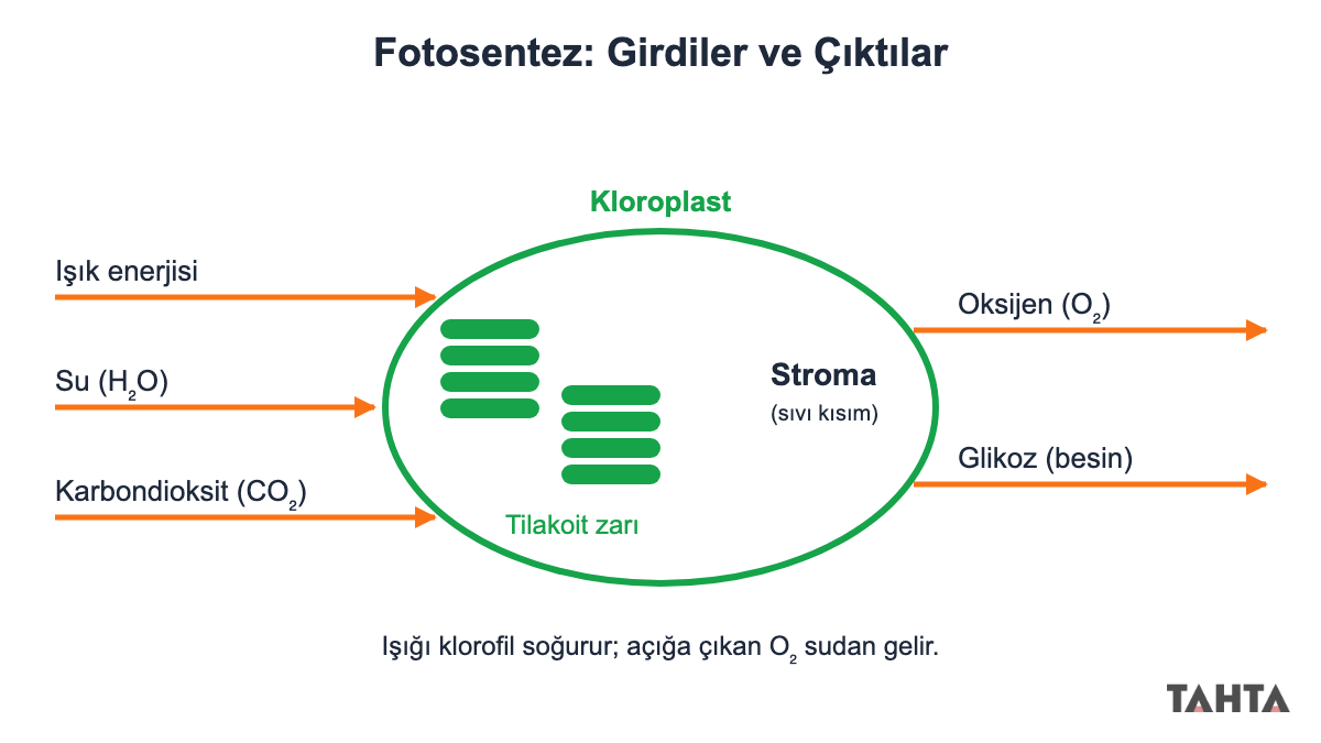 Kloroplastta fotosentez: ışık, su ve karbondioksit giriyor, oksijen ve glikoz çıkıyor