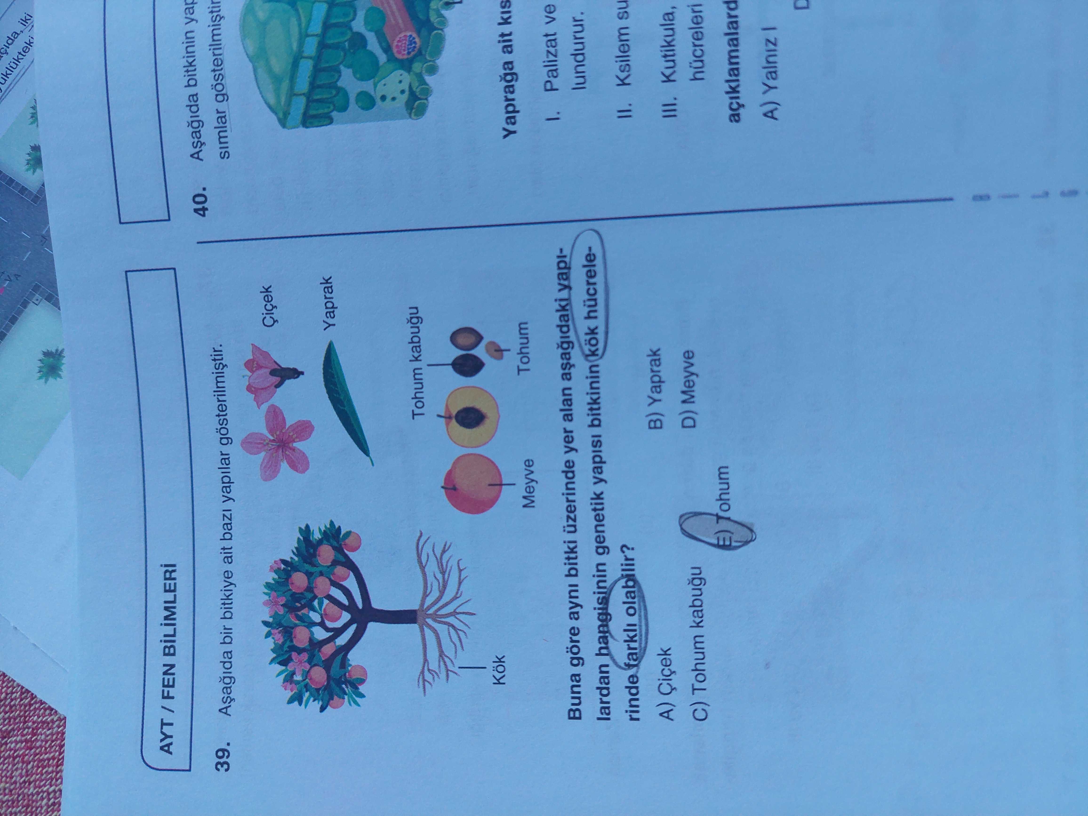 Aşağıda bir bitkiye ait bazı yapılar gösterilmiştir. Buna göre aynı bitki üzerinde yer alan