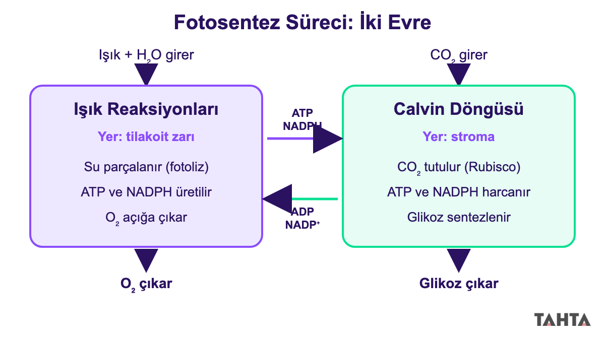 Kloroplastta ışık reaksiyonları ile Calvin döngüsü arasındaki madde alışverişini gösteren fotosentez süreci şeması