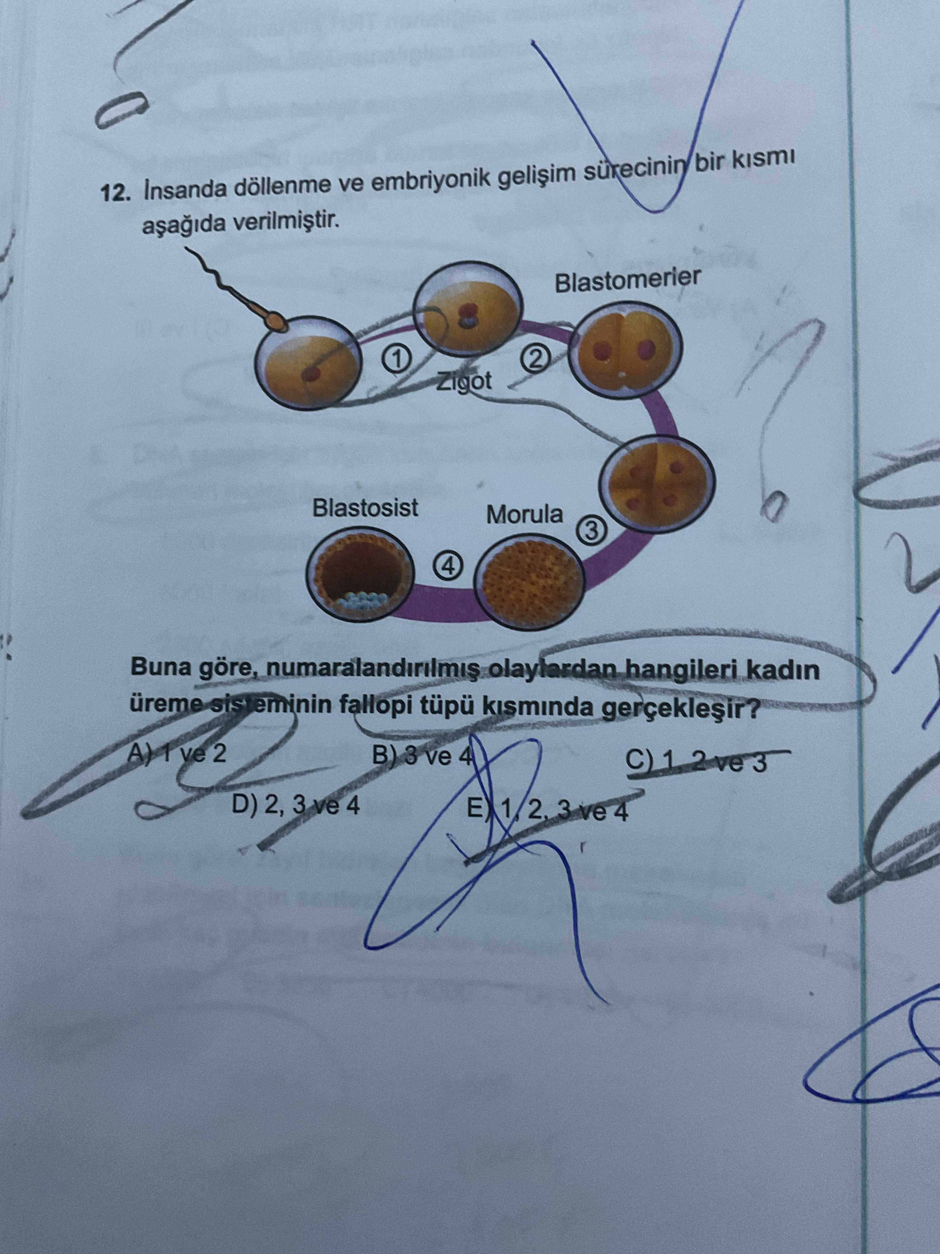 İnsanda döllenme ve embriyonik gelişim sürecinin bir kısmı aşağıda verilmiştir. Buna göre