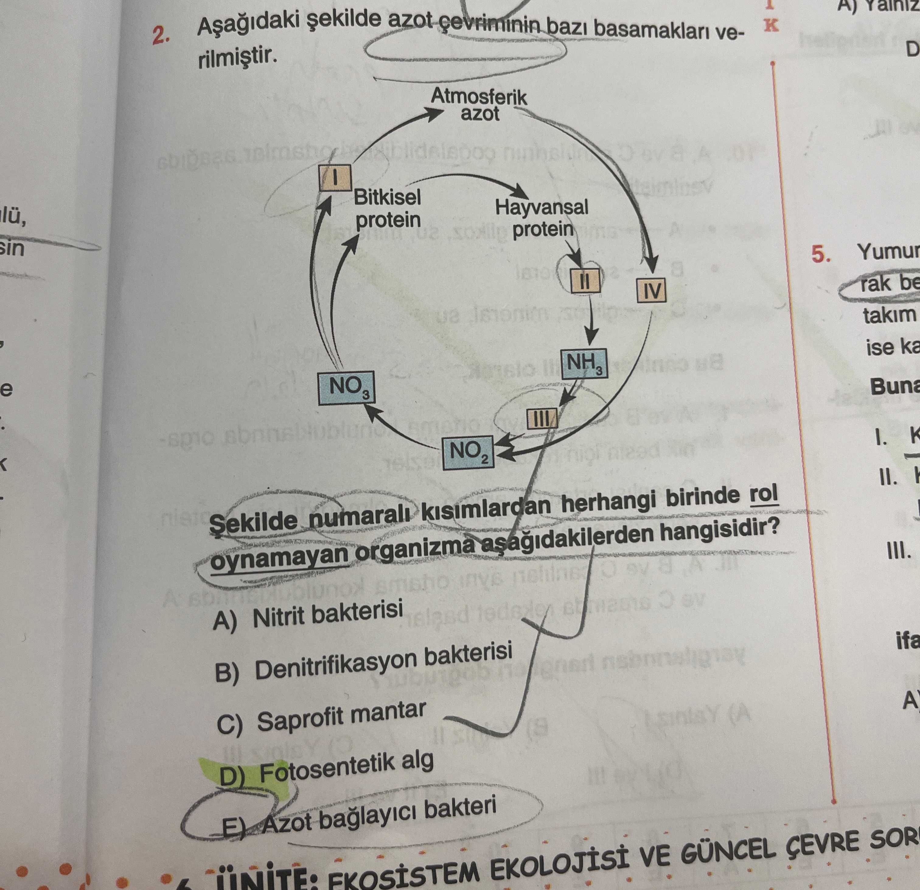 Aşağıdaki şekilde azot çevriminin bazı basamakları verilmiştir. Şekilde numaralı kısımlardan