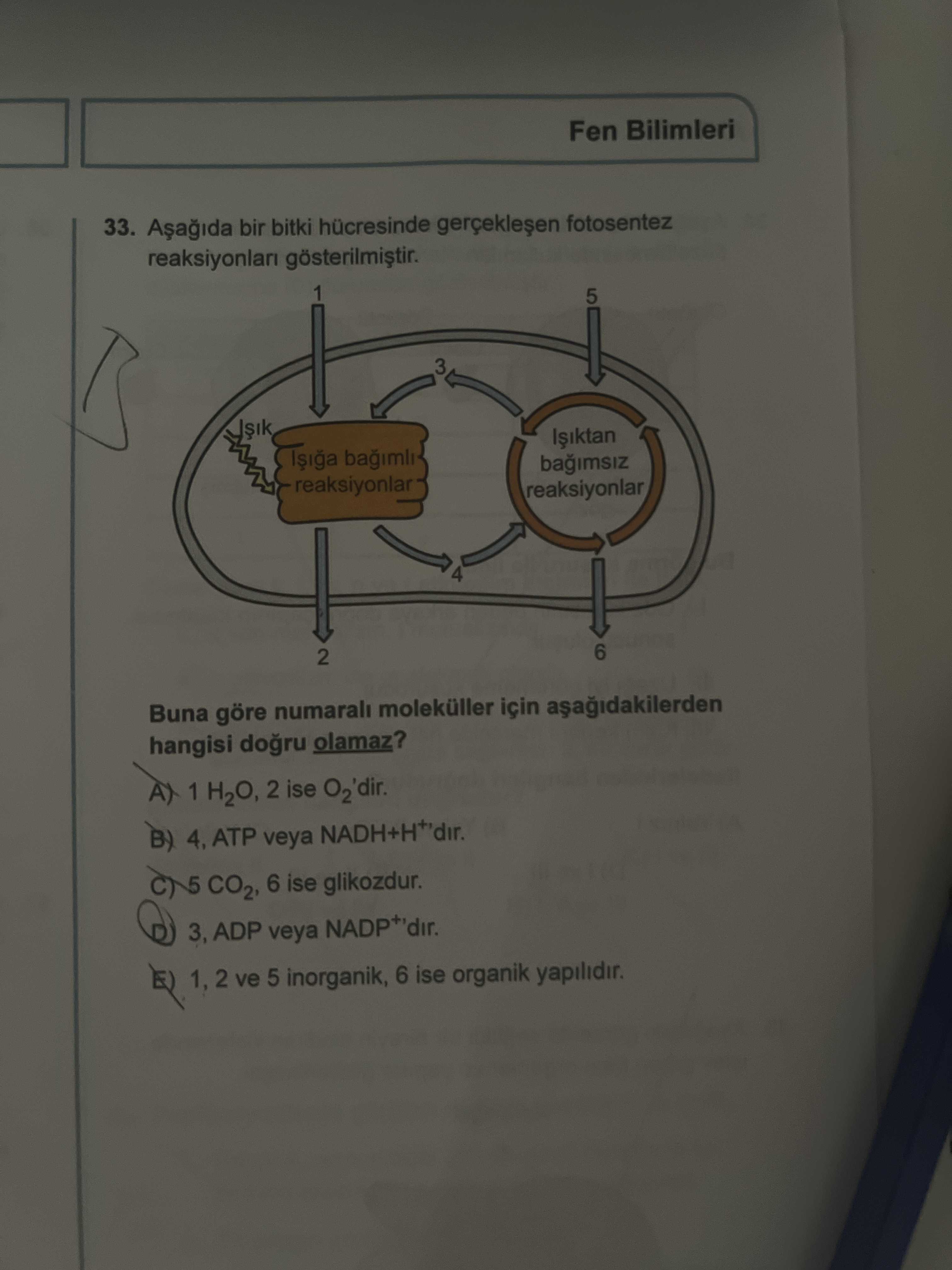 Aşağıda bir bitki hücresinde gerçekleşen fotosentez reaksiyonları gösterilmiştir. Buna göre numaralı