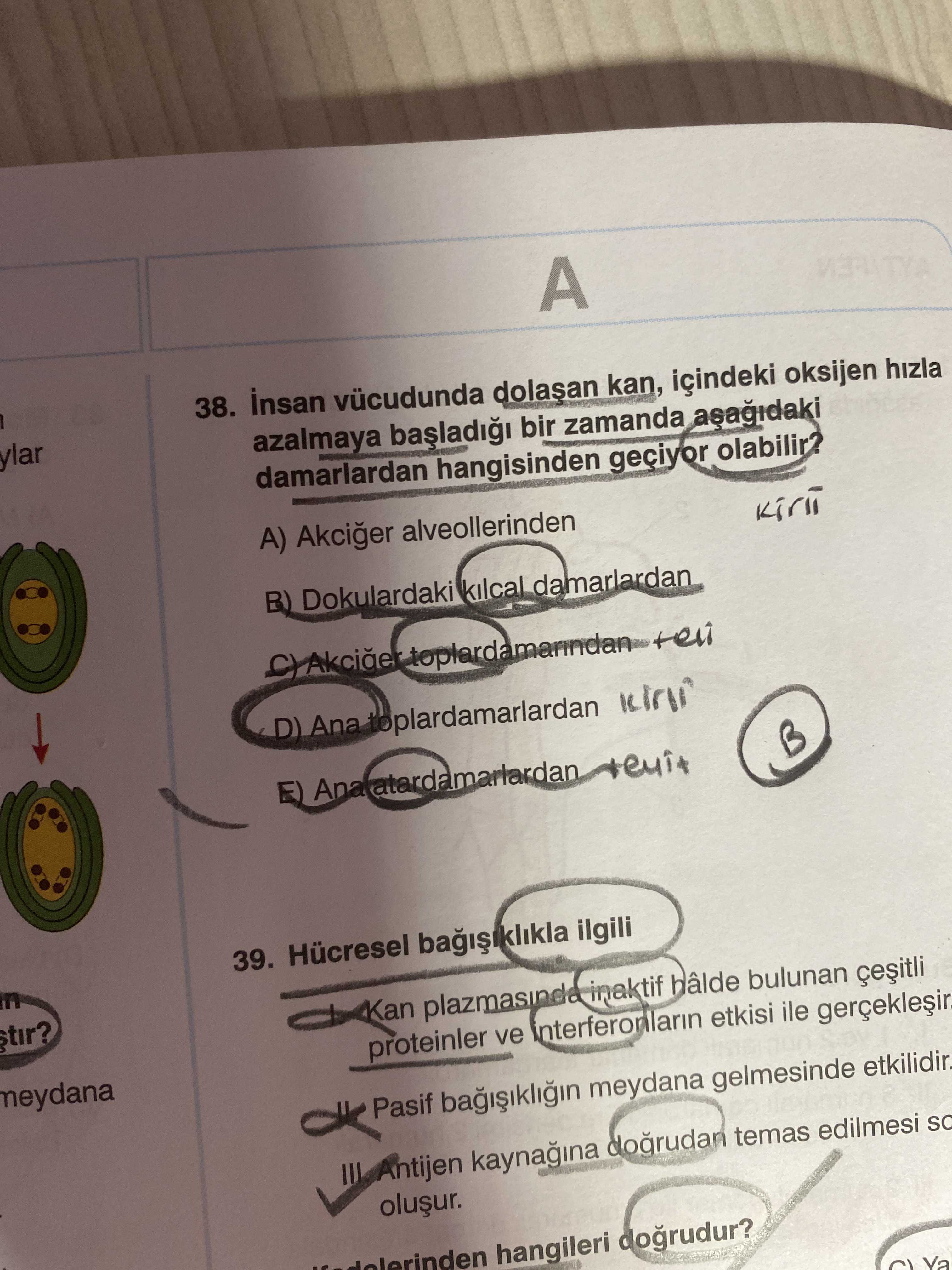 İnsan vücudunda dolaşan kan, içindeki oksijen hızla azalmaya başladığı bir zamanda aşağıdaki