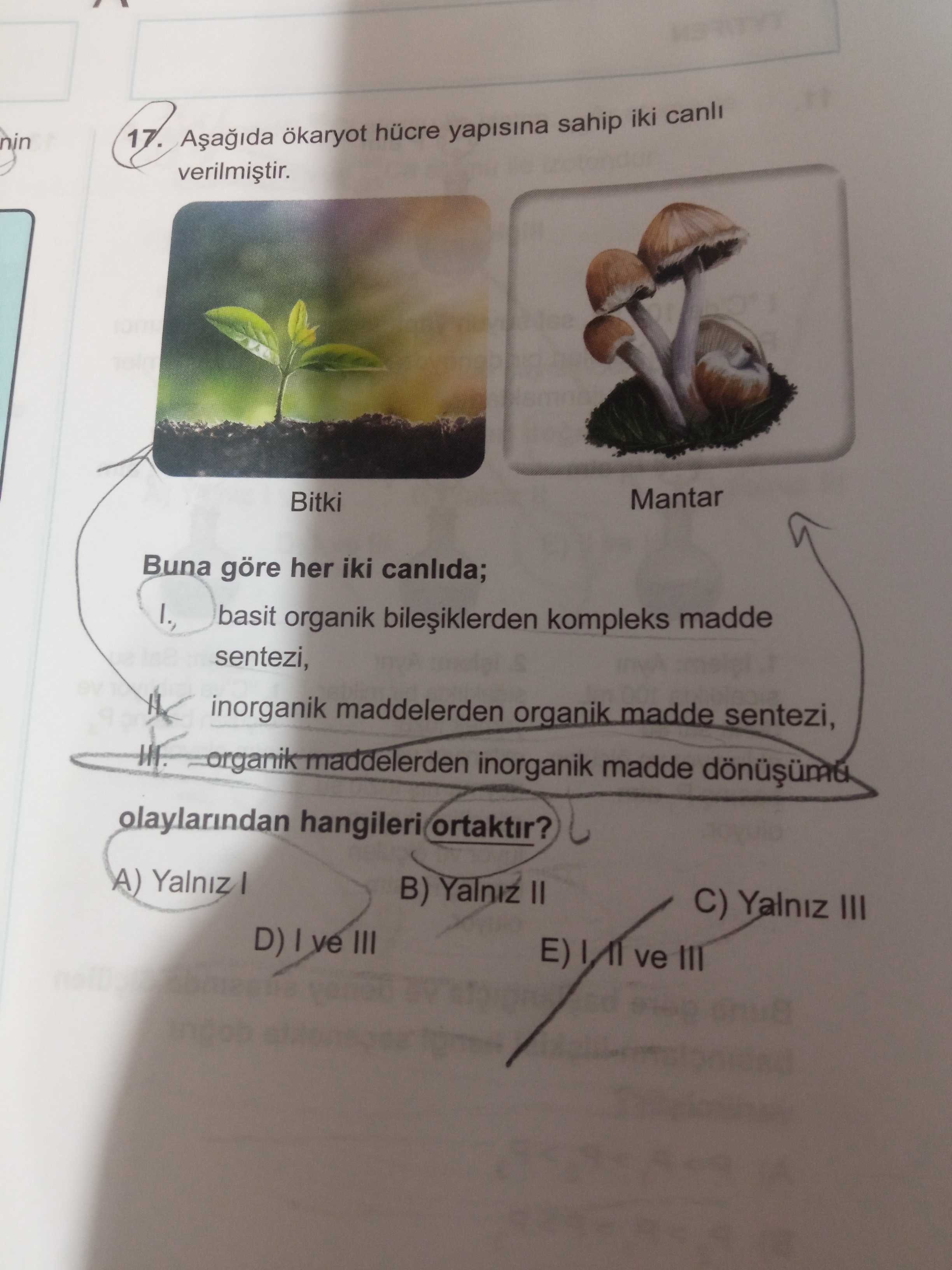 Aşağıda ökaryot hücre yapısına sahip iki canlı verilmiştir. Buna göre her iki canlıda; I. basit
