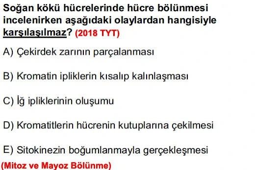 Soğan kökü hücrelerinde hücre bölünmesi incelenirken aşağıdaki olaylardan hangisiyle karşılaşılmaz?
