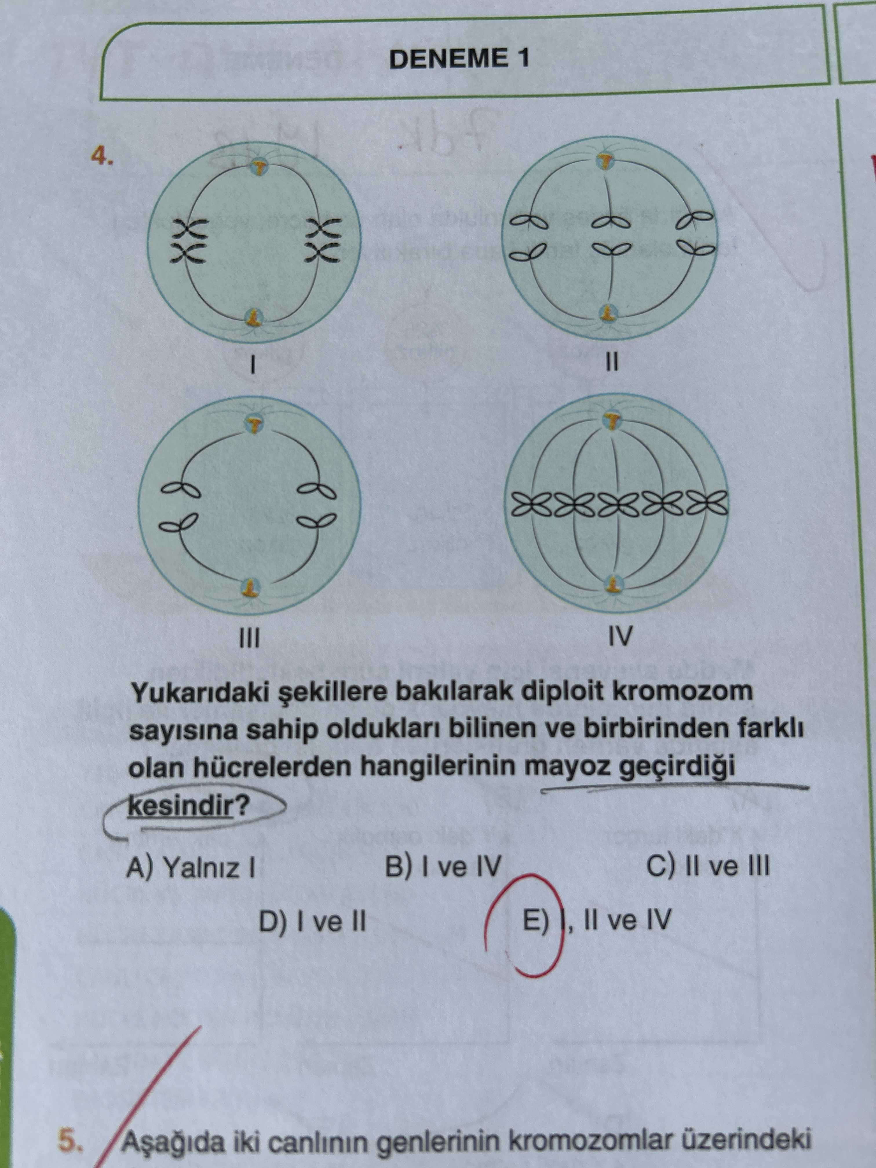 Yukarıdaki şekillere bakılarak diploit kromozom sayısına sahip oldukları bilinen ve birbirinden