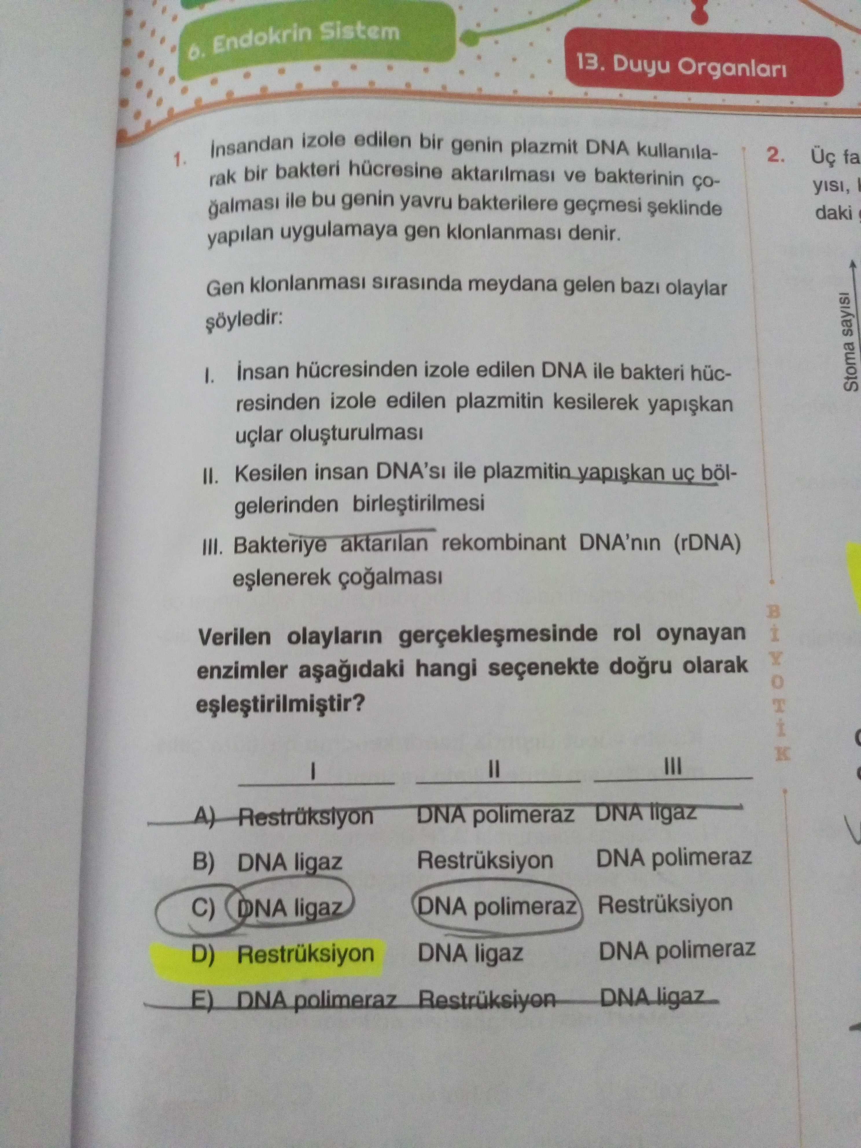 İnsandan izole edilen bir genin plazmit DNA kullanılarak bir bakteri hücresine aktarılması ve