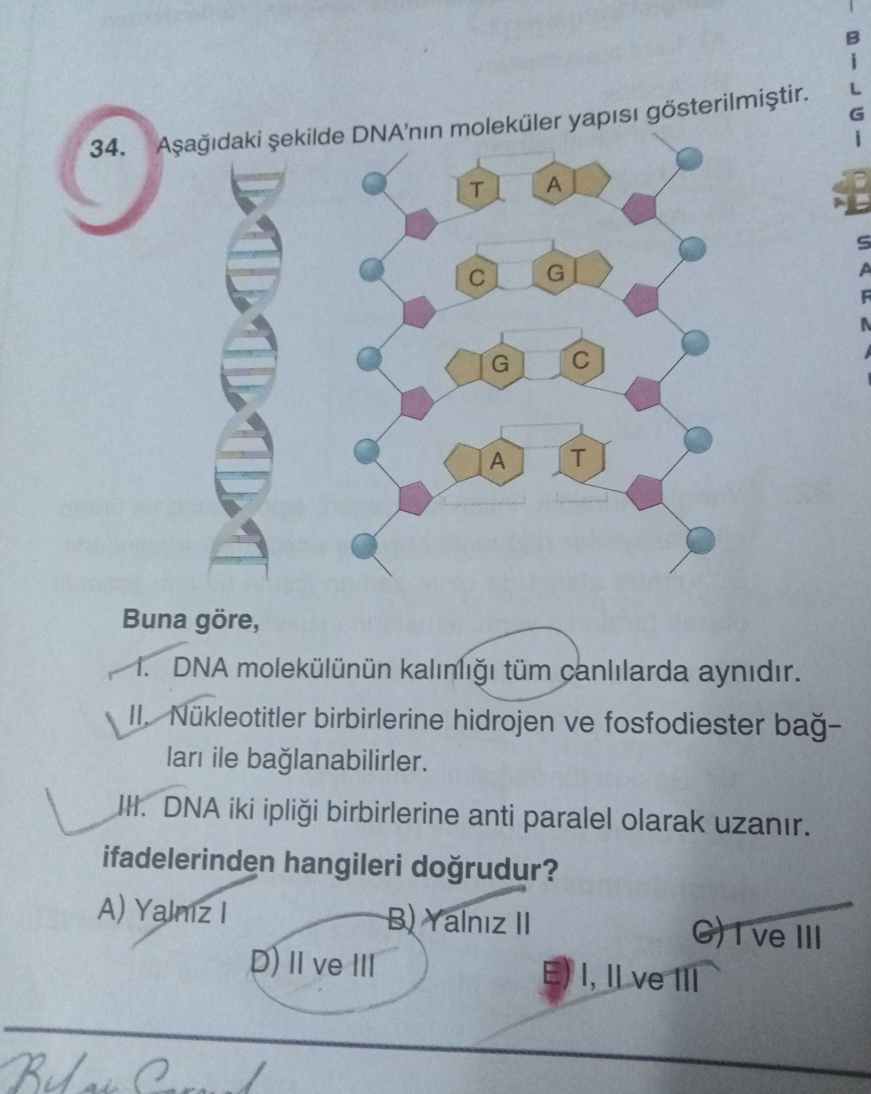 Aşağıdaki şekilde DNA'nın moleküler yapısı gösterilmiştir. Buna göre, I. DNA molekülünün kalınlığı