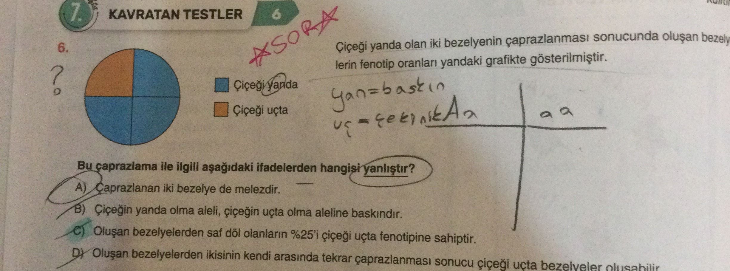 Çiçeği yanda olan iki bezelyenin çaprazlanması sonucunda oluşan bezely lerin fenotip oranları