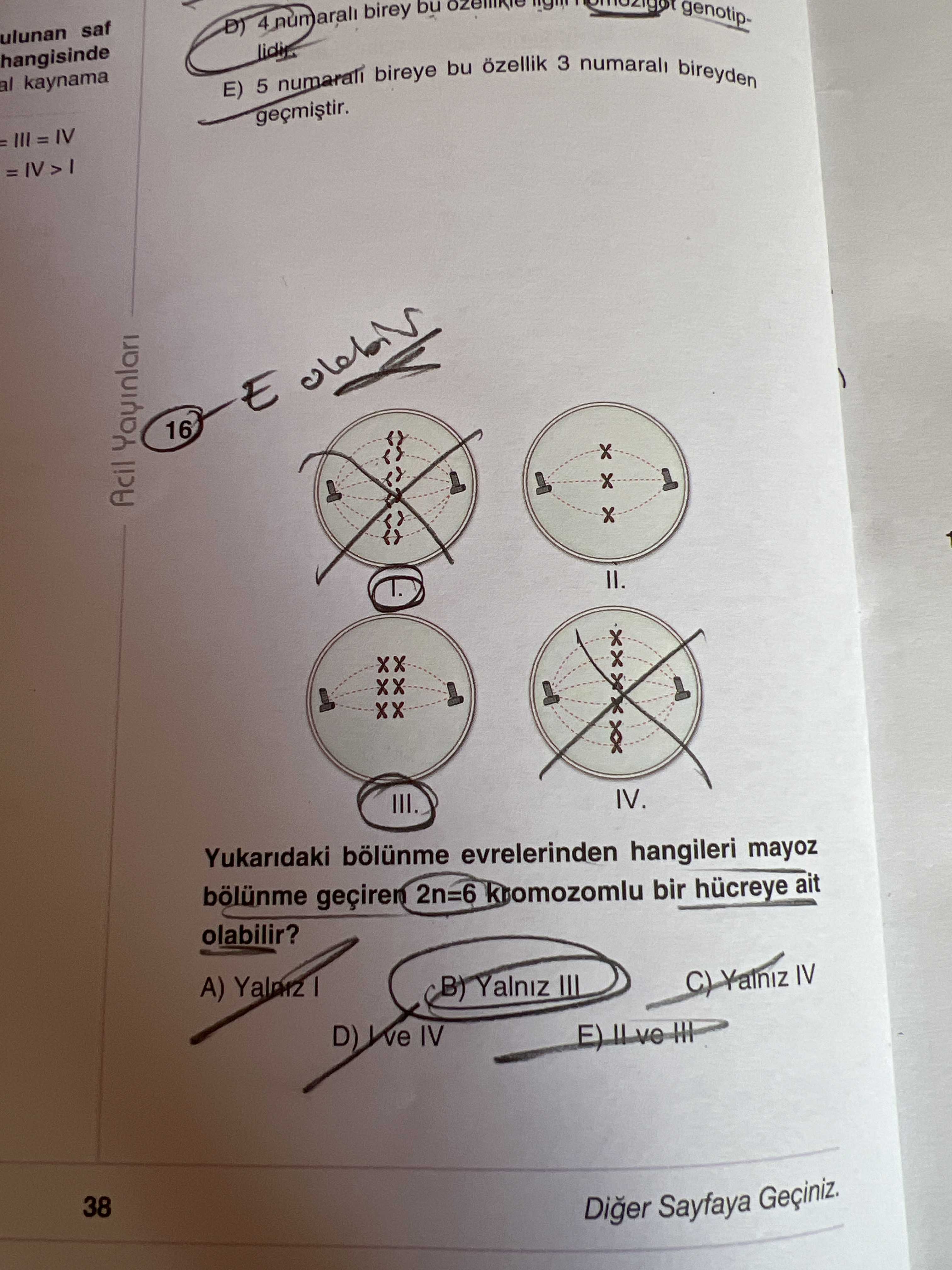Yukarıdaki bölünme evrelerinden hangileri mayoz bölünme geçiren 2n=6 kromozomlu bir hücreye ait
