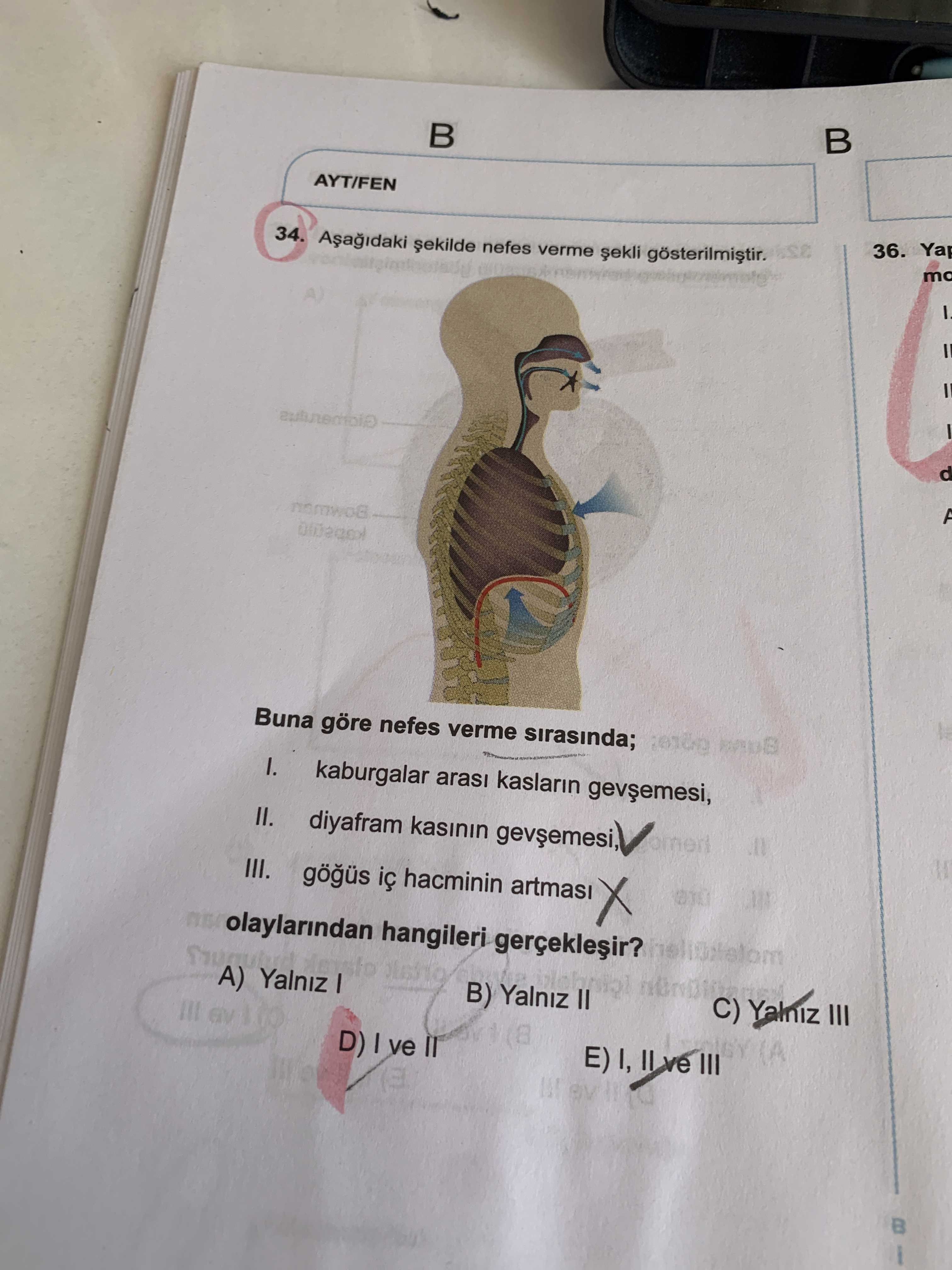 Aşağıdaki şekilde nefes verme şekli gösterilmiştir. Buna göre nefes verme sırasında; I. kaburgalar