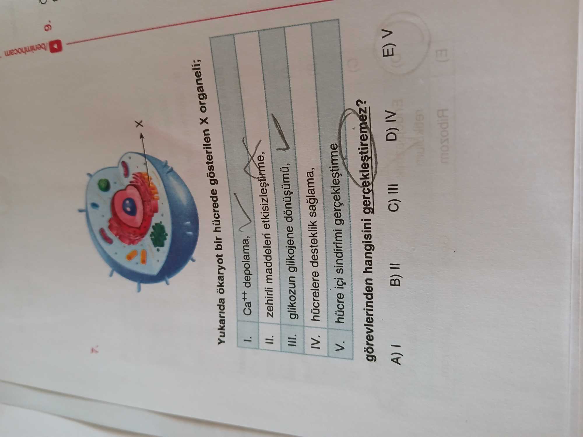 Yukarıda ökaryot bir hücrede gösterilen X organeli; I. Ca⁺⁺ depolama, II. zehirli maddeleri etkisizleştirme, III. glikozun