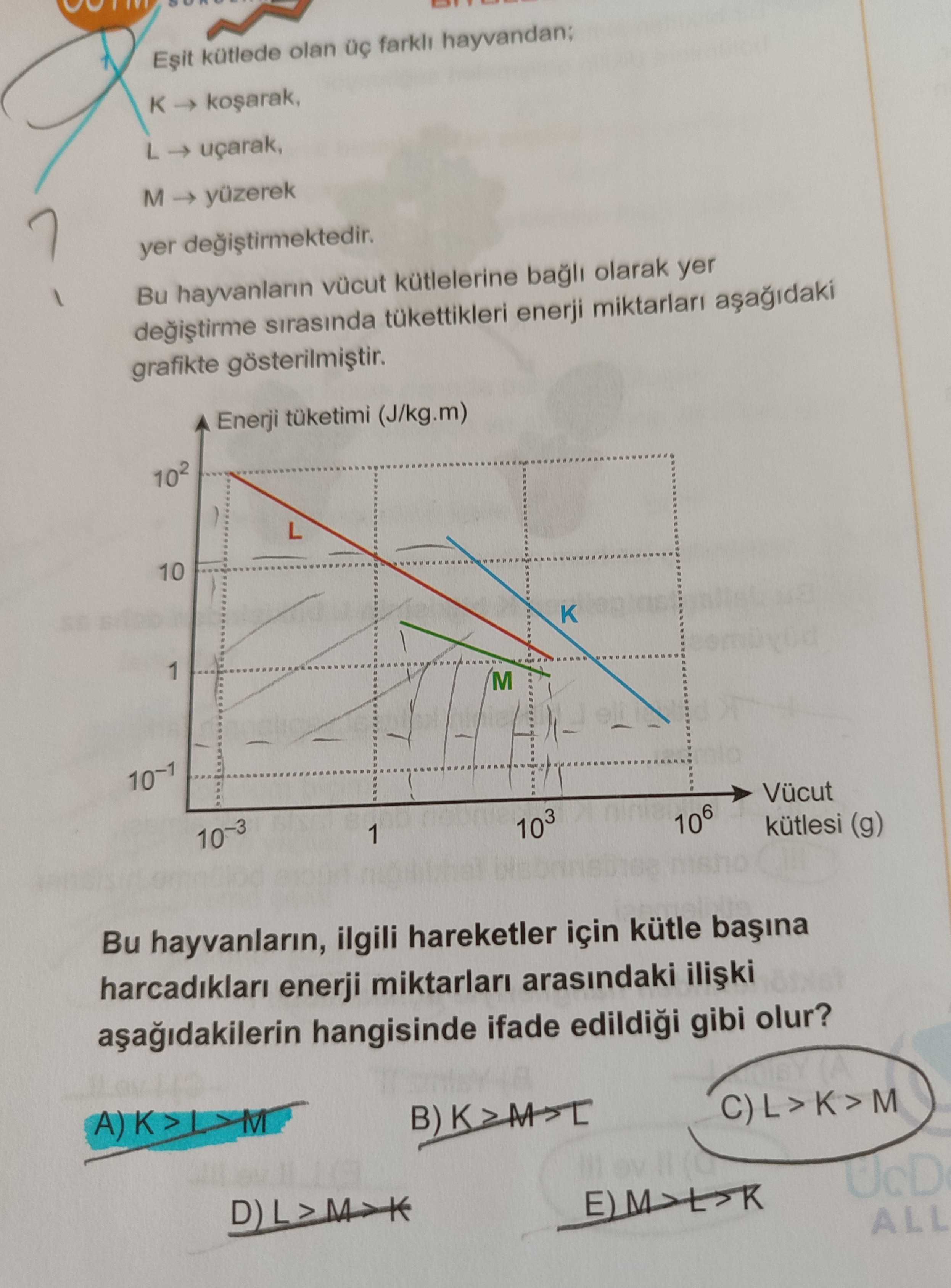 Eşit kütlede olan üç farklı hayvandan; K → koşarak, L → uçarak, M → yüzerek yer değiştirmektedir. Bu