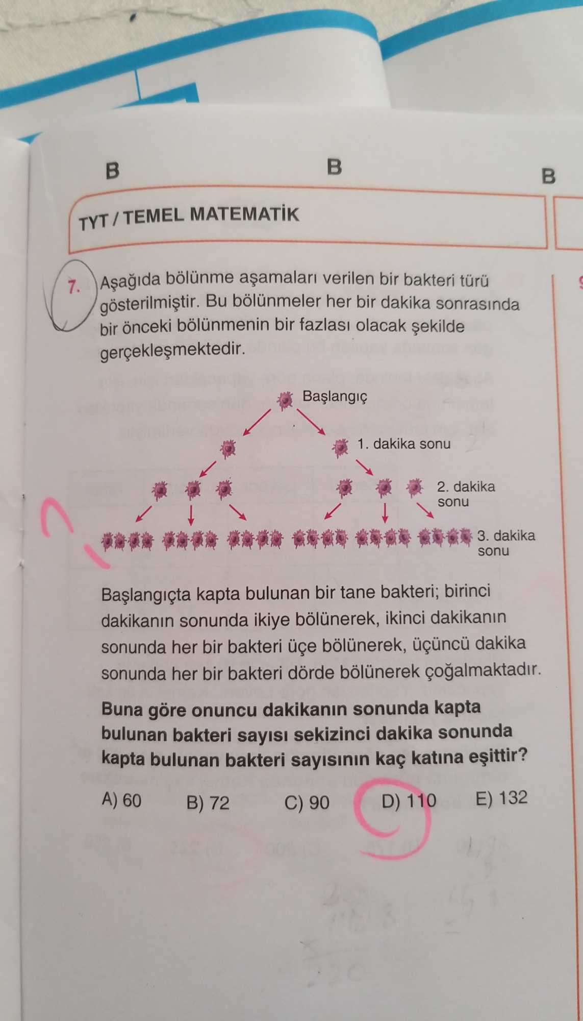 Aşağıda bölünme aşamaları verilen bir bakteri türü gösterilmiştir. Bu bölünmeler her bir dakika