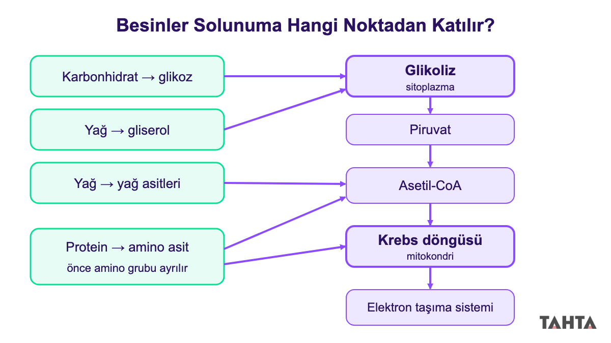 Karbonhidrat, yağ ve proteinin glikoliz, asetil-CoA ve Krebs döngüsüne giriş noktalarını gösteren şema