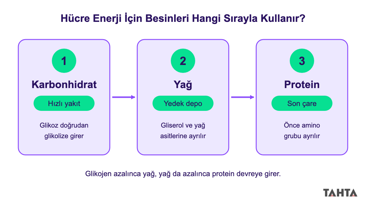 Hücrenin enerji için sırasıyla karbonhidrat, yağ ve protein kullandığını gösteren üç basamaklı şema