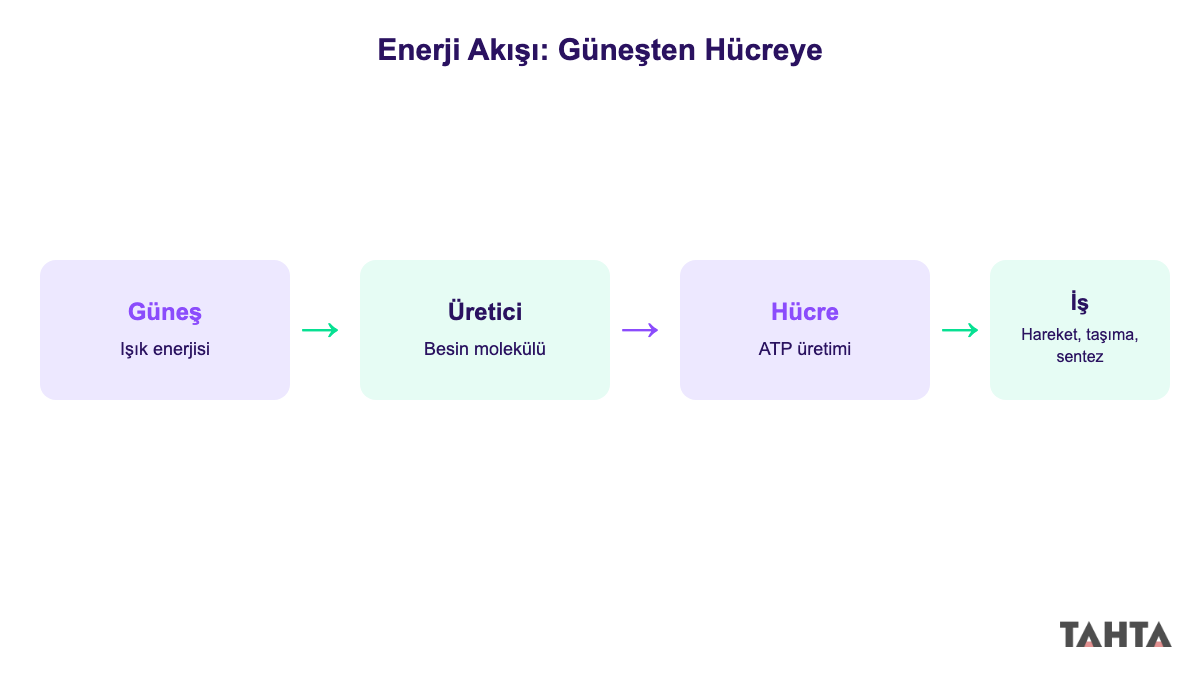 10. sınıf biyoloji canlılık için enerjinin önemi enerji akışı şeması