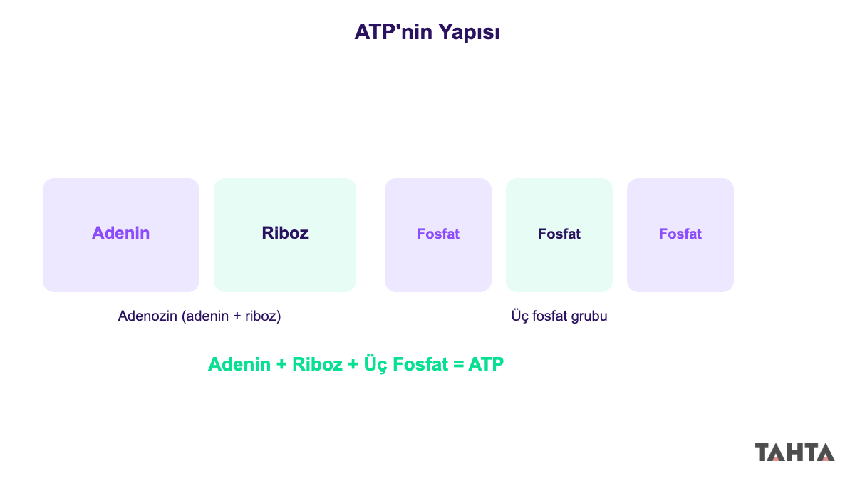 ATP'nin yapısı adenin riboz ve üç fosfat grubundan oluşur