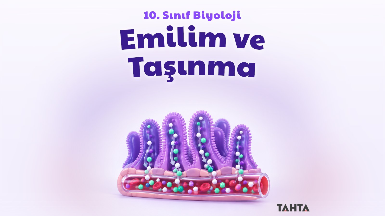 Bağırsak villusları ve kan damarına akan besin taneciklerini gösteren 3B emilim ve taşınma kapağı