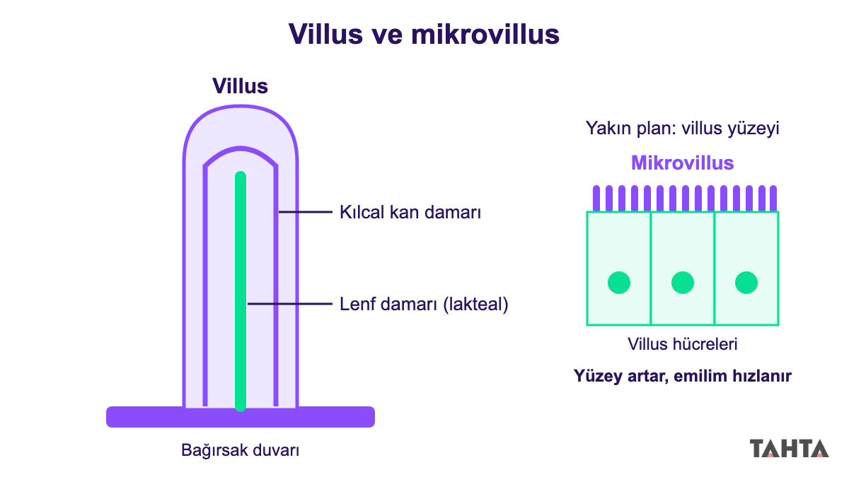 İnce bağırsak villusu içindeki kılcal kan damarı, lenf damarı ve hücre yüzeyindeki mikrovillus çıkıntıları