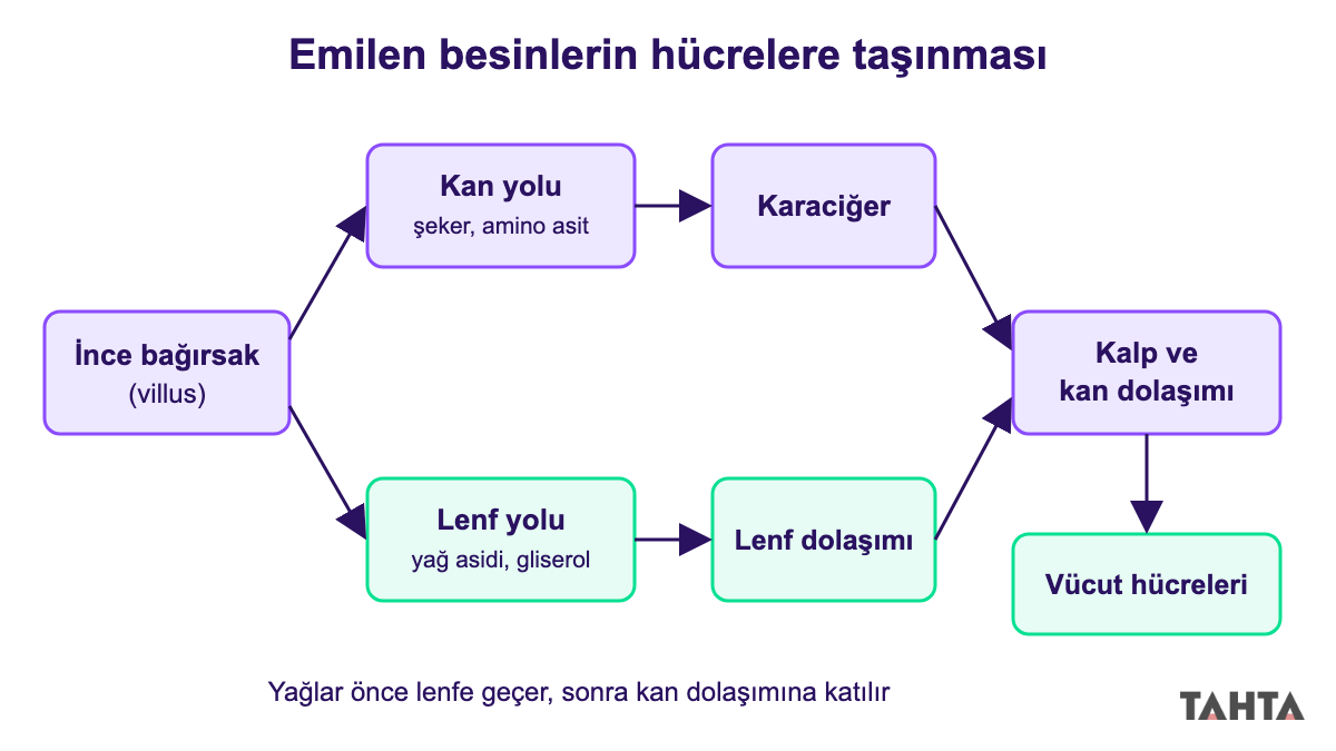 Emilen besinlerin kan yoluyla karaciğere, lenf yoluyla dolaşıma ve oradan vücut hücrelerine taşınması akış şeması