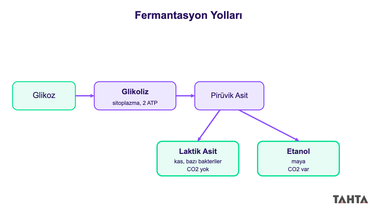Glikoz, glikoliz, pirüvik asit ve iki fermantasyon dalını gösteren akış şeması