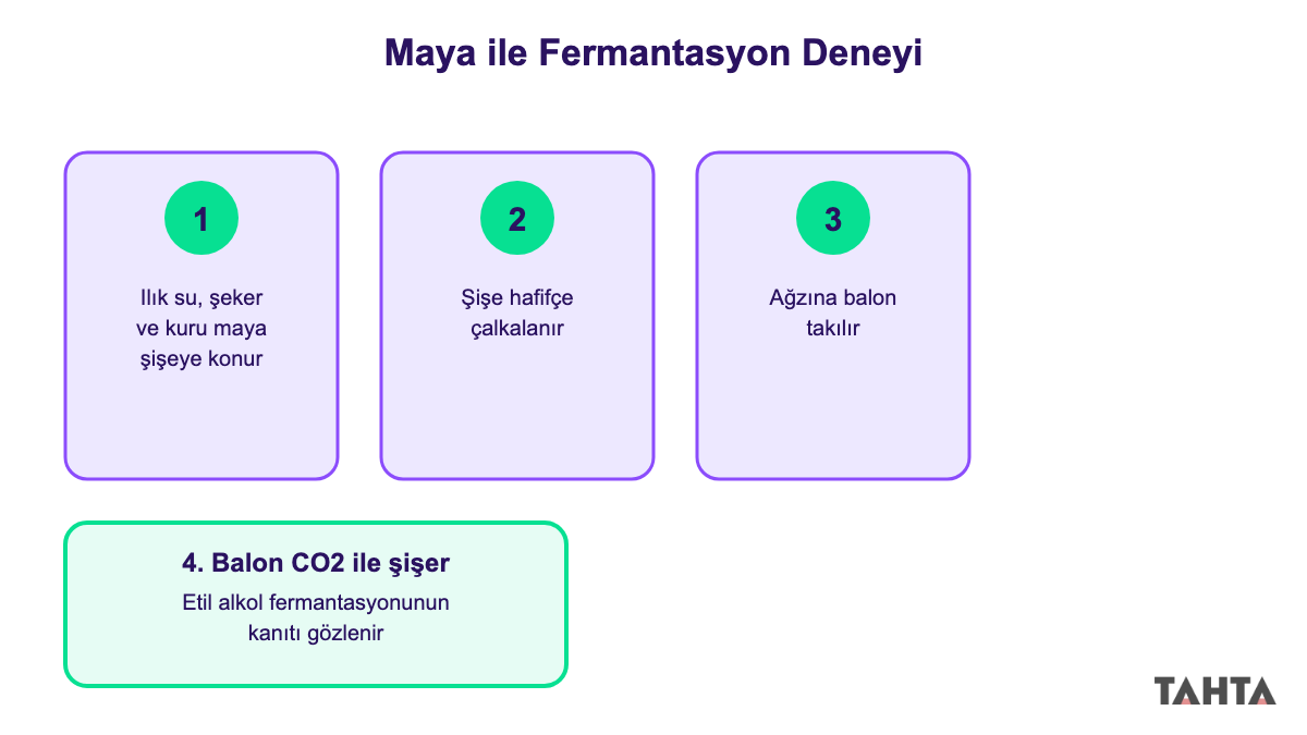 Maya, şeker ve balonlu şişeyle yapılan fermantasyon deneyinin adımları