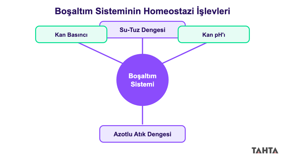 Boşaltım sisteminin homeostazi işlevlerini gösteren kavram haritası: su-tuz, basınç, pH, atık