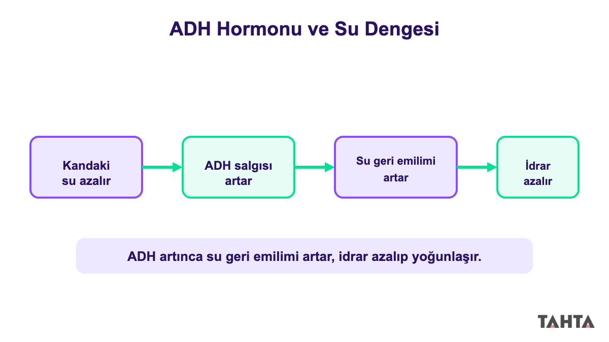 ADH hormonunun su geri emilimi ve idrar yoğunluğu üzerindeki etkisini gösteren akış şeması
