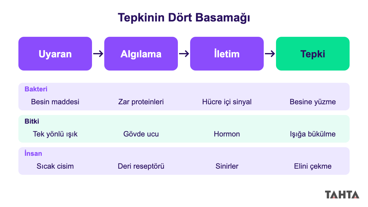 Uyaran, algılama, iletim ve tepki basamaklarını bakteri, bitki ve insan örnekleriyle gösteren akış şeması
