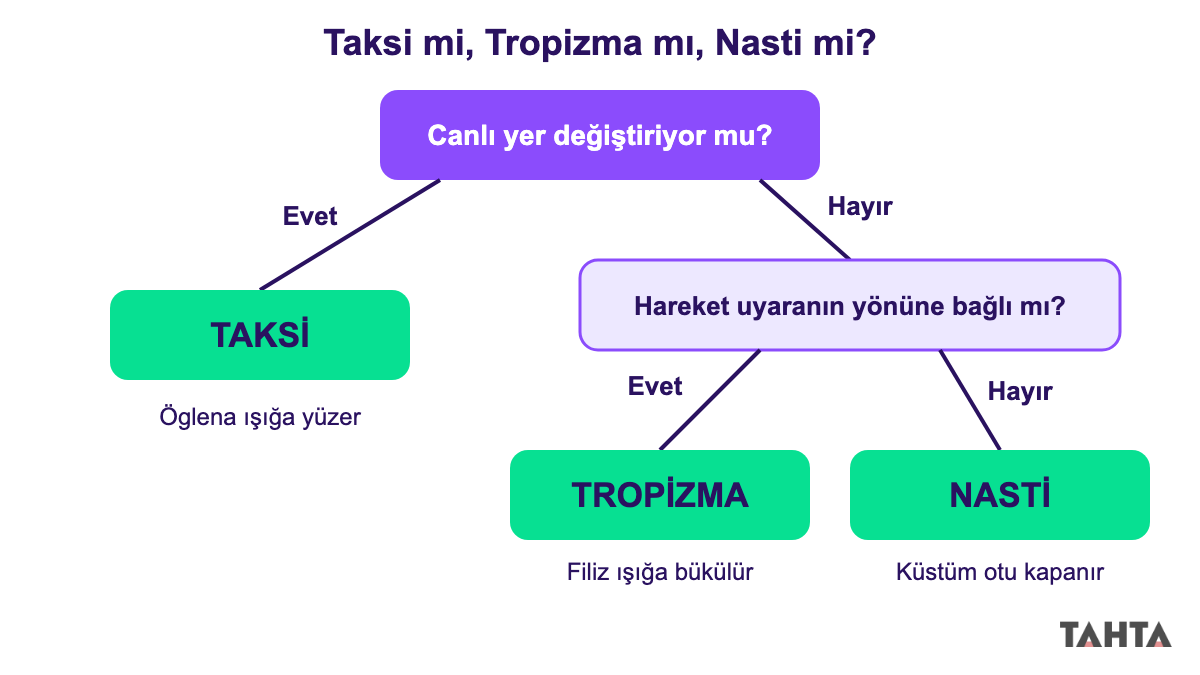 Taksi, tropizma ve nastiyi iki soruyla ayırt etmeyi gösteren karar ağacı şeması